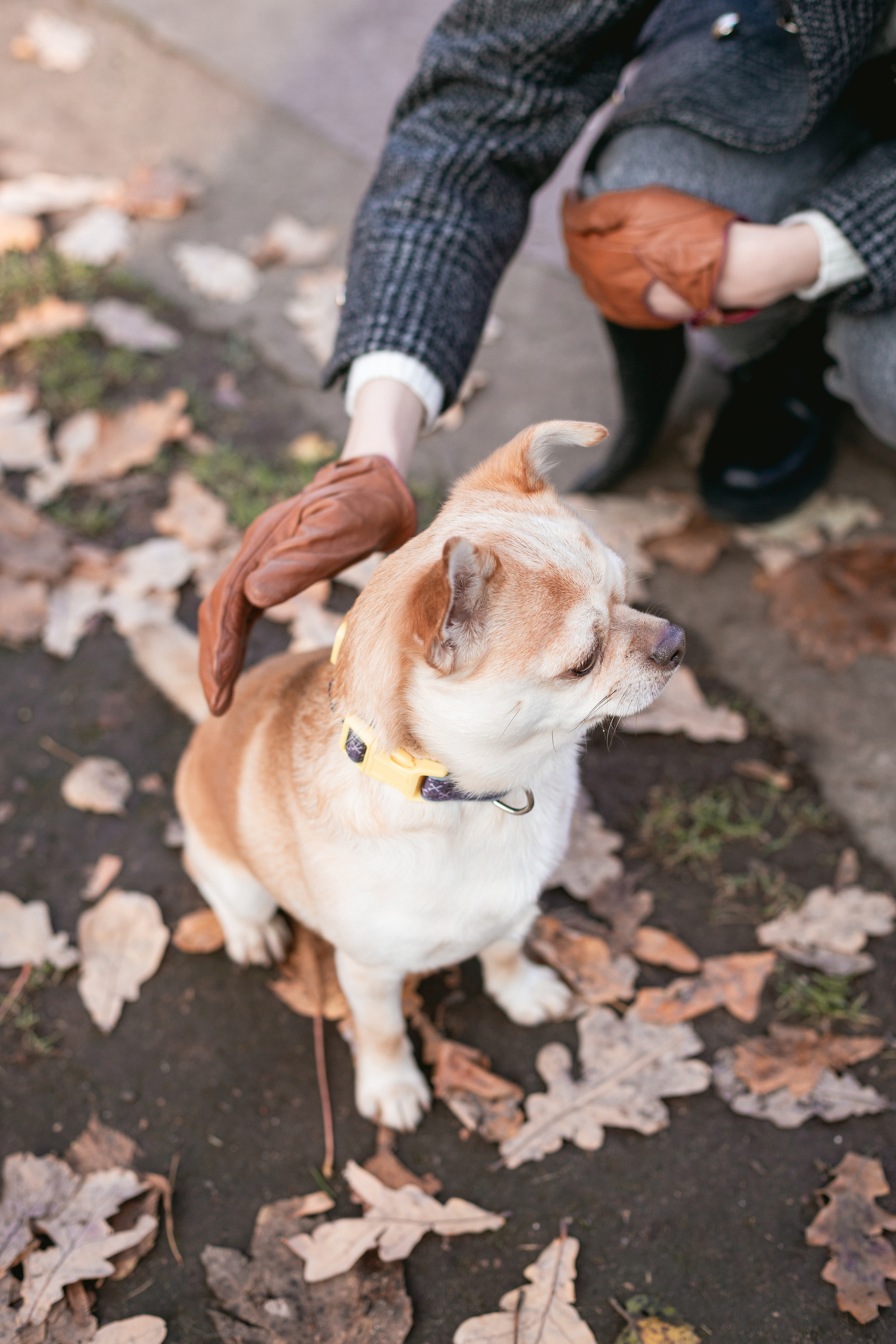 Nastya & Funky | Golden Autumn in Neskuchnuy Garden. Sasha Amelie — Lifestyle Photographer NYC