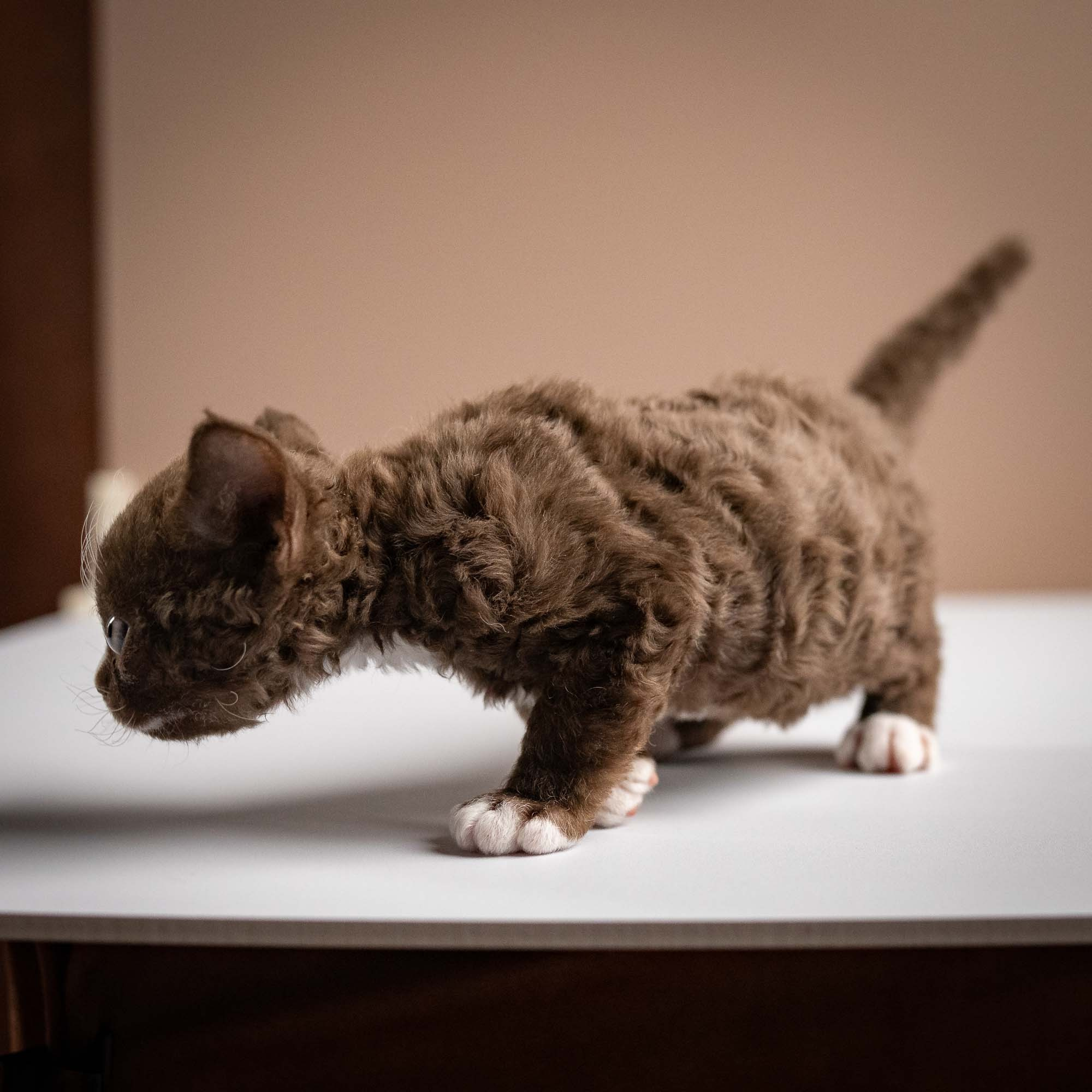 Preston, boy, born 02.11.26. Devon Rex Pixie Cattery