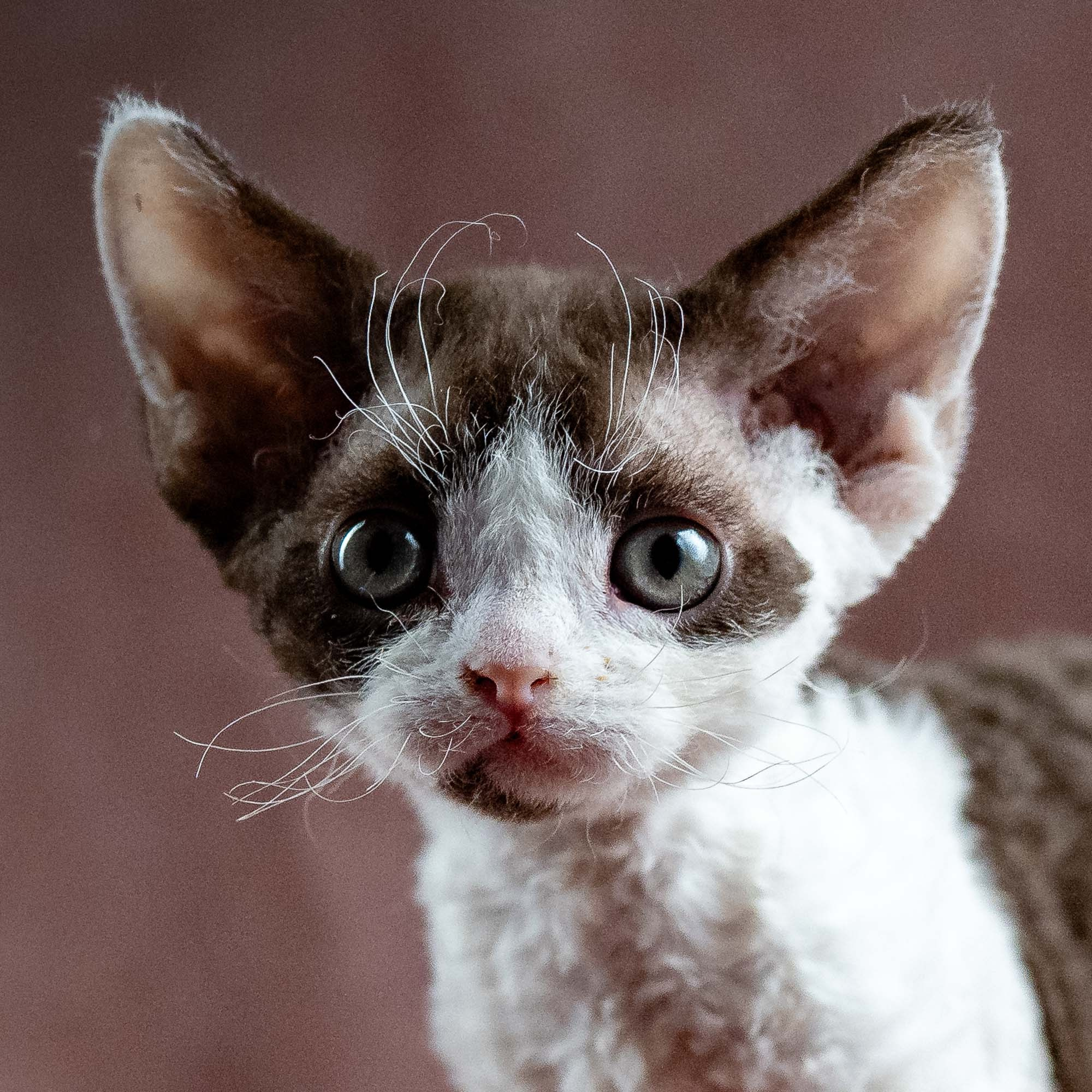 Henry,  boy, born 04.20.25. Devon Rex Pixie Cattery