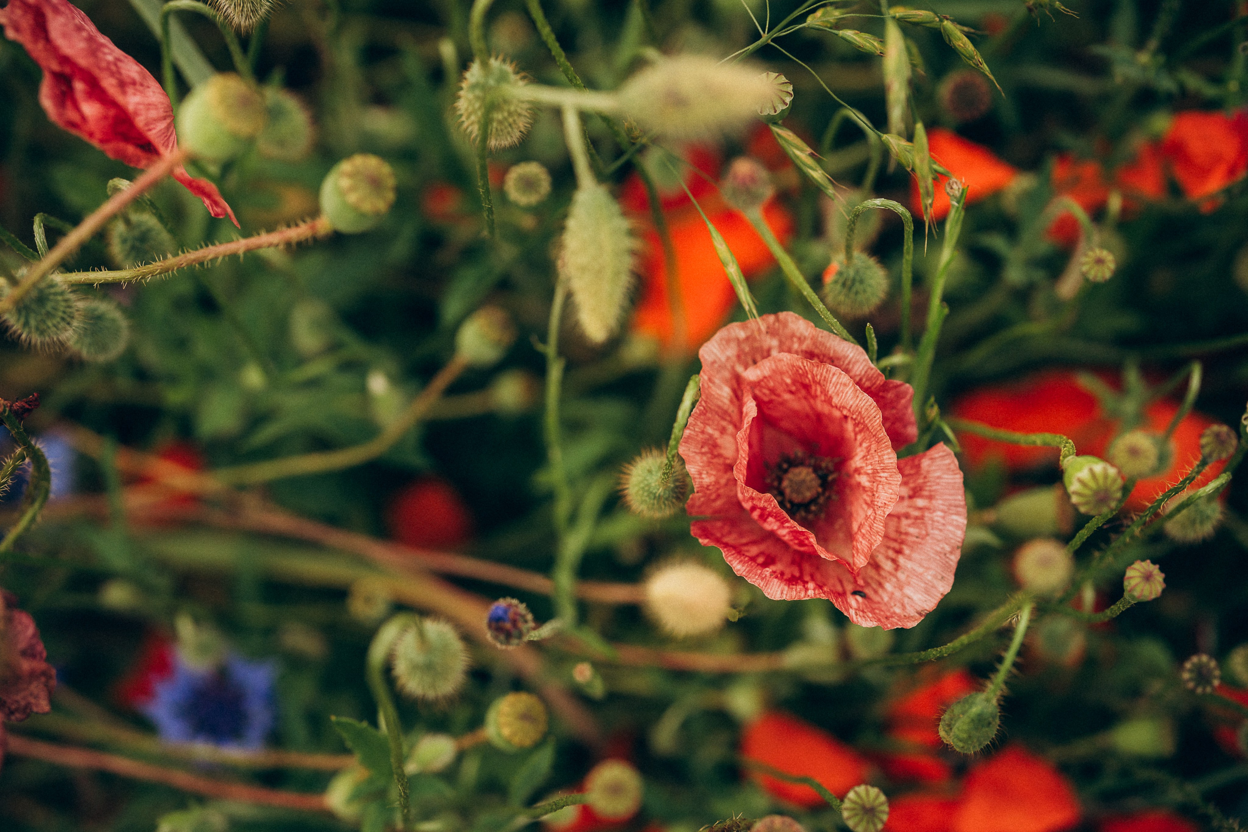 Poppy flowers. Familien, Portrait und Konzeptualfotografie in Genf, Schweiz