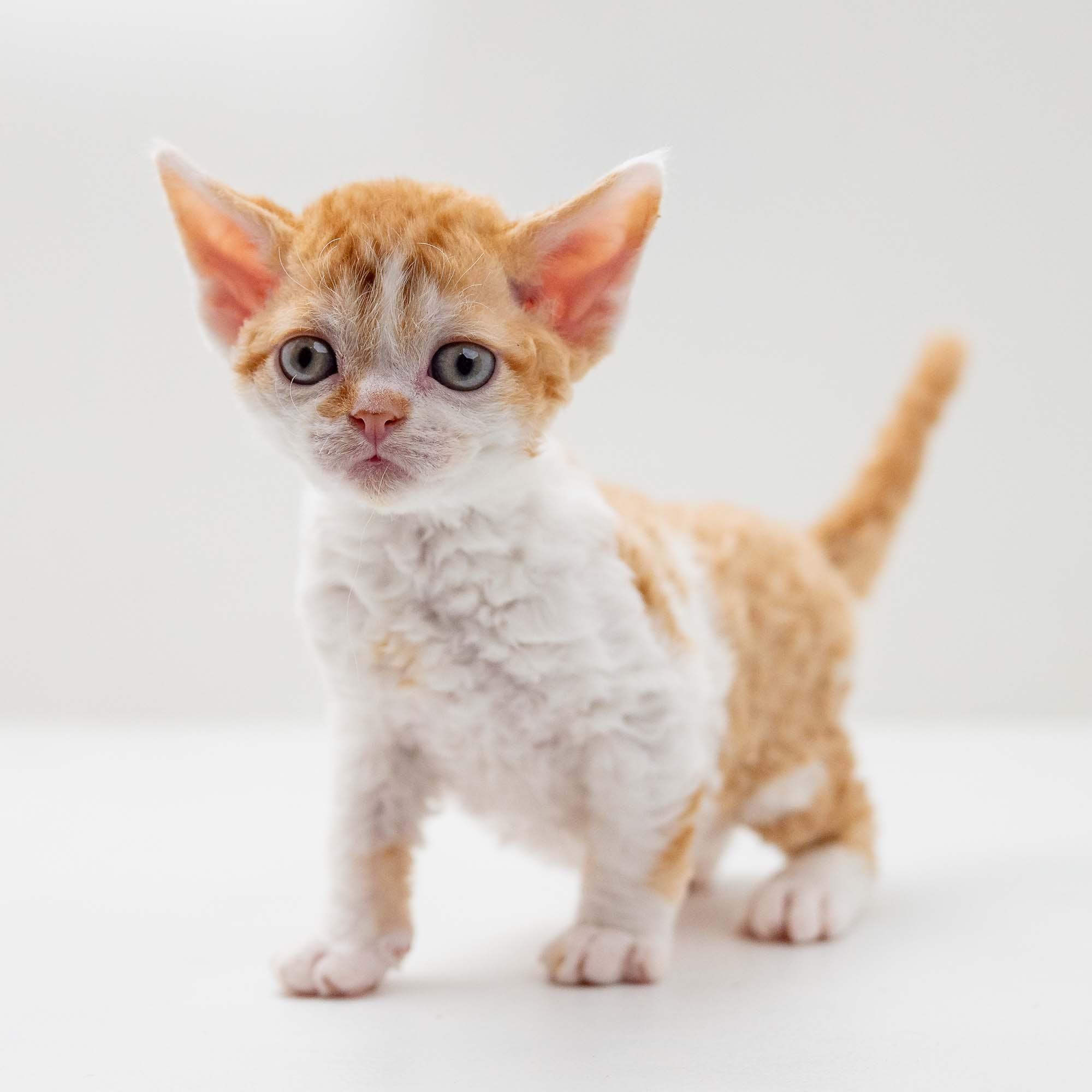 Gary,  boy, born on 01.18.25. Devon Rex Pixie Cattery