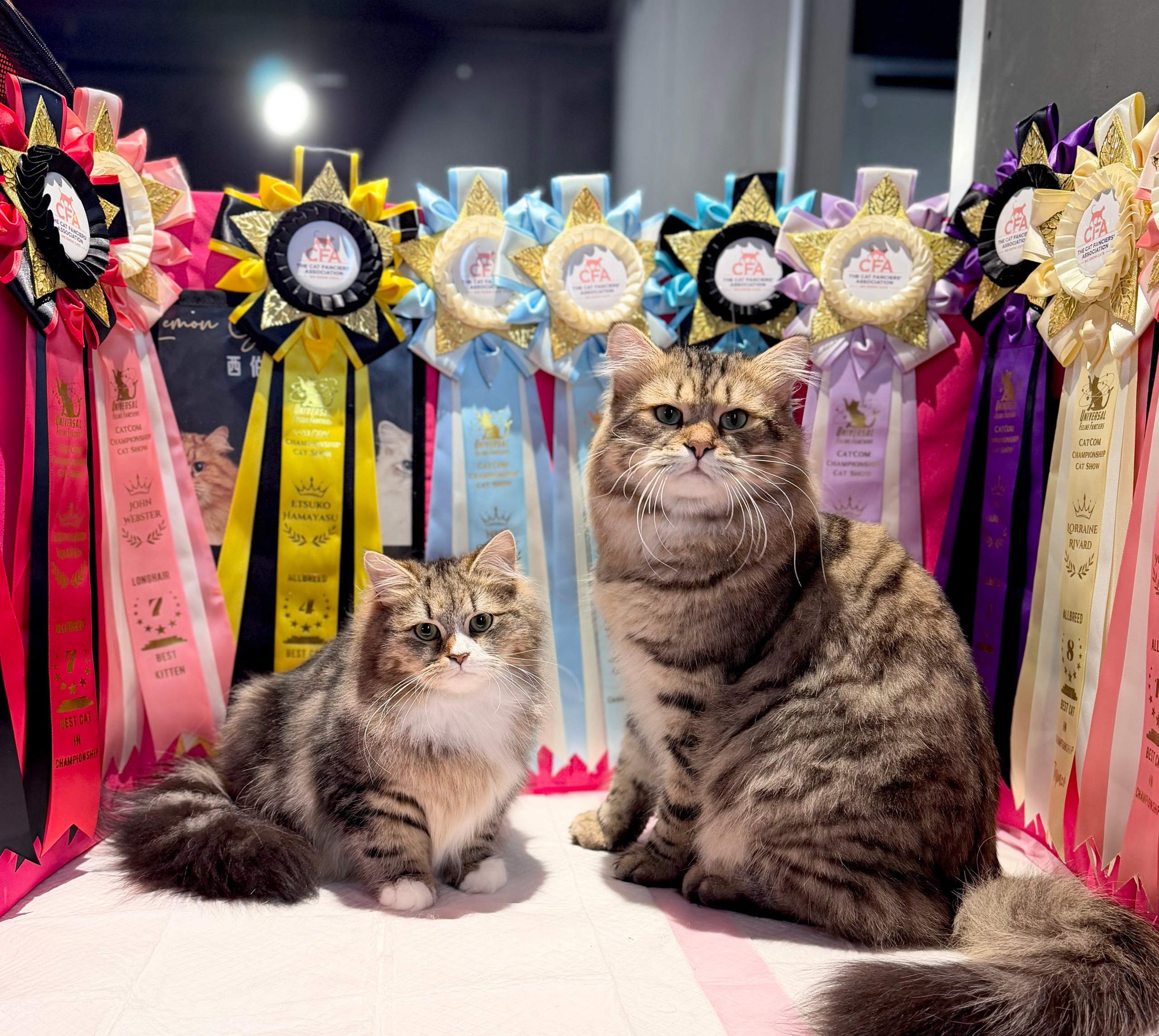 👑 GC Chudo: Best Longhair Championship & 2nd Best Allbreed Championship — Neil Quigley4th Best Allbreed Championship — Etsuko Hamayasu4th Best Allbreed Championship — Ayumi Ueda6th Best Allbreed Championship — Kathy Black7th Best Allbreed Championship — Edward Maeda 7th Best Allbreed Championship — Teo Vargas8th Best Allbreed Championship — Lorraine Rivard10th Best Allbreed Championship — John Webster👸 Sylvie: 7th Best Allbreed Kitten — John Webster10th Best Allbreed Kitten — Edward MaedaMany thanks to the organizer UFF for hosting such a wonderful show, and to all the judges for appreciating our cats. Thanks to all our feline friends for their continued support.Chudo was lucky to be chosen by all the judges for their finals, receiving recognition from judges across Europe, North America, and Japan. Sylvie, one of the smallest females in the show. competed among 50 kittens and performed beautifully. Considering that Siberians are one of the slowest-maturing breeds, we are proud of her accomplishments.#siberian  #siberiancatsofinstagram  #siberiancatlover  #siberianforestcat  #siberiankitten