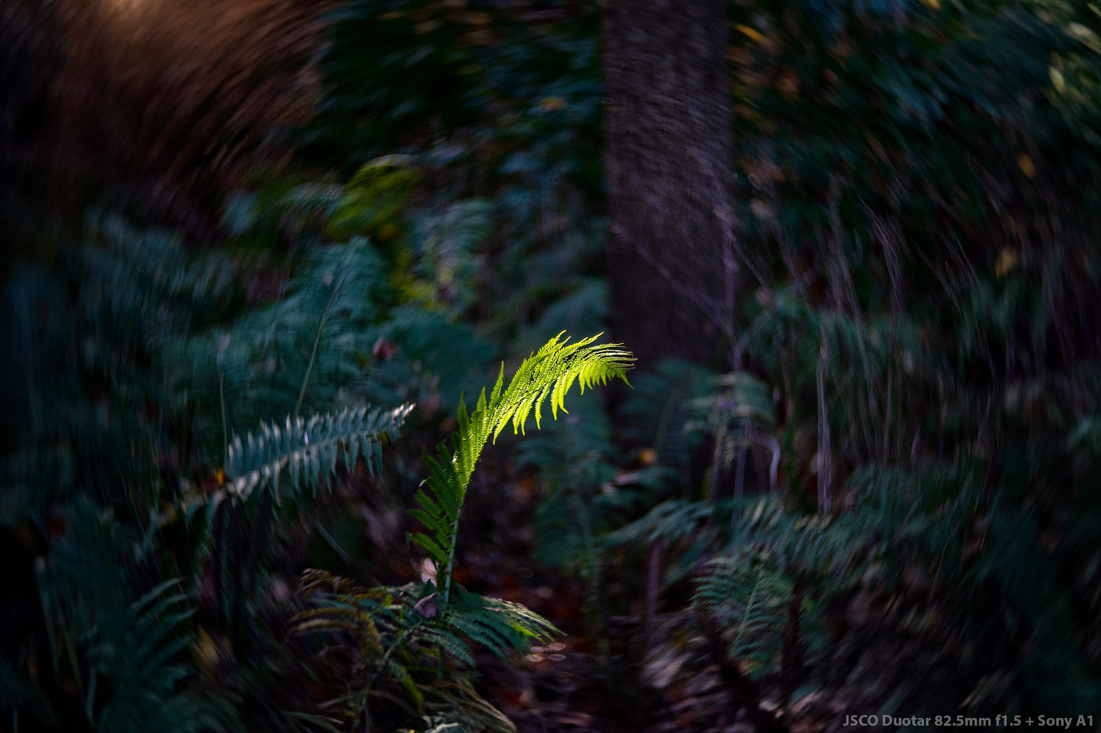 JSCO Duotar 82.5mm f1.5 + Sony A1. Emin Kuliyev — Award-Winning Wedding Photojournalist NYC & USA | Best Wedding Photographer Known for Candid, Timeless Moments
