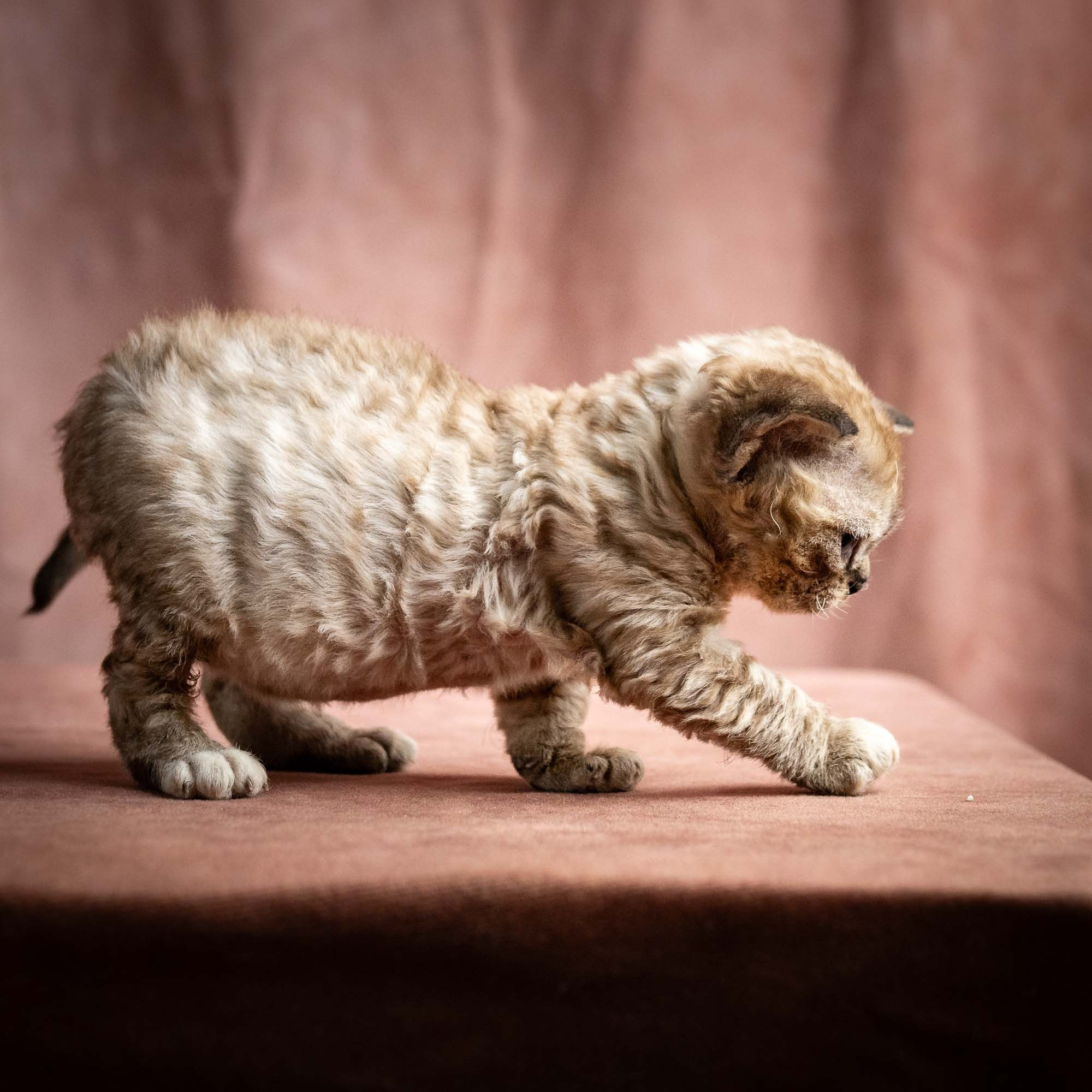 Remy, boy, born 05.08.26. Devon Rex Pixie Cattery