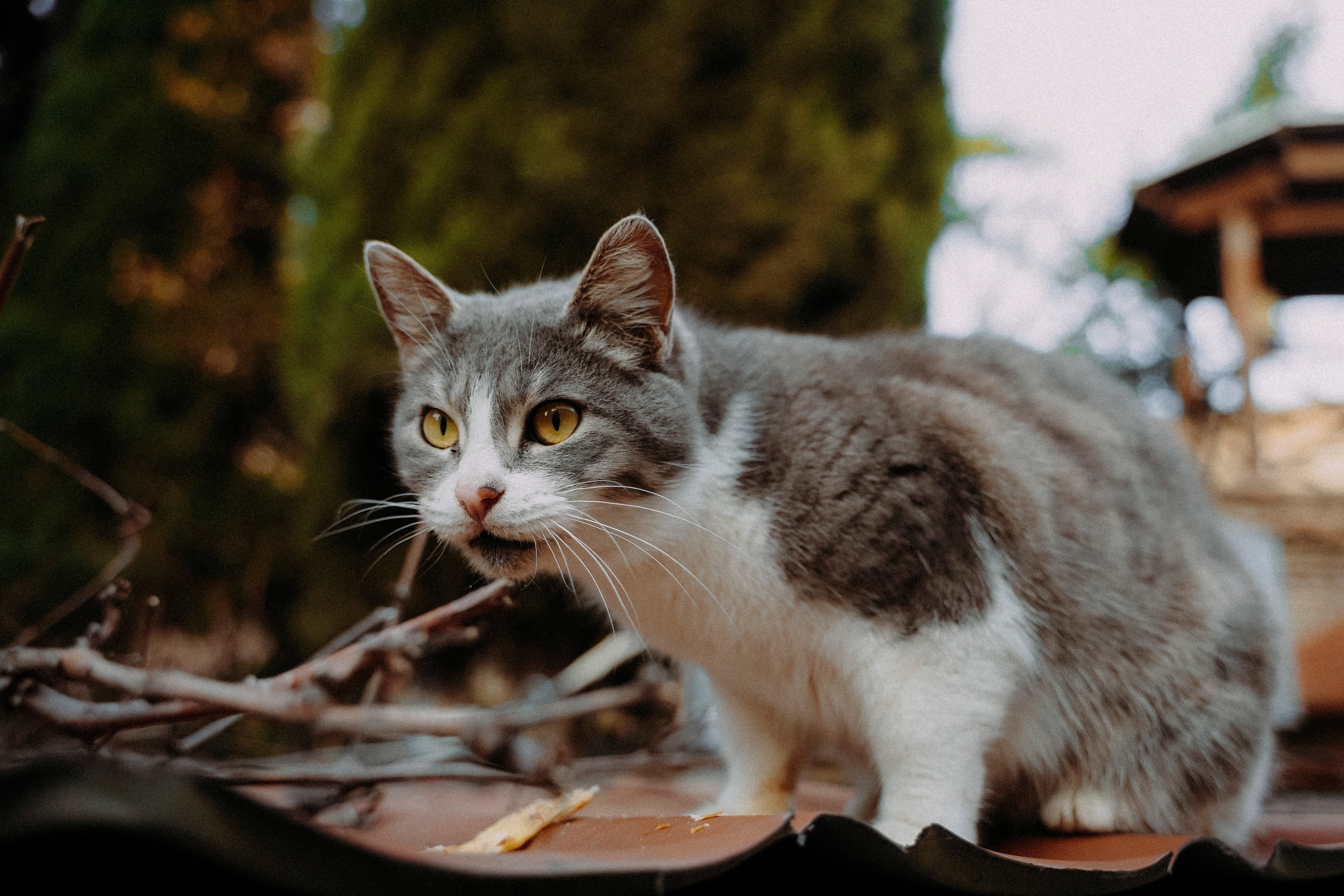 Кот шпедингера. Стрит-фотография, полная абсурда, идиотизма и красоты