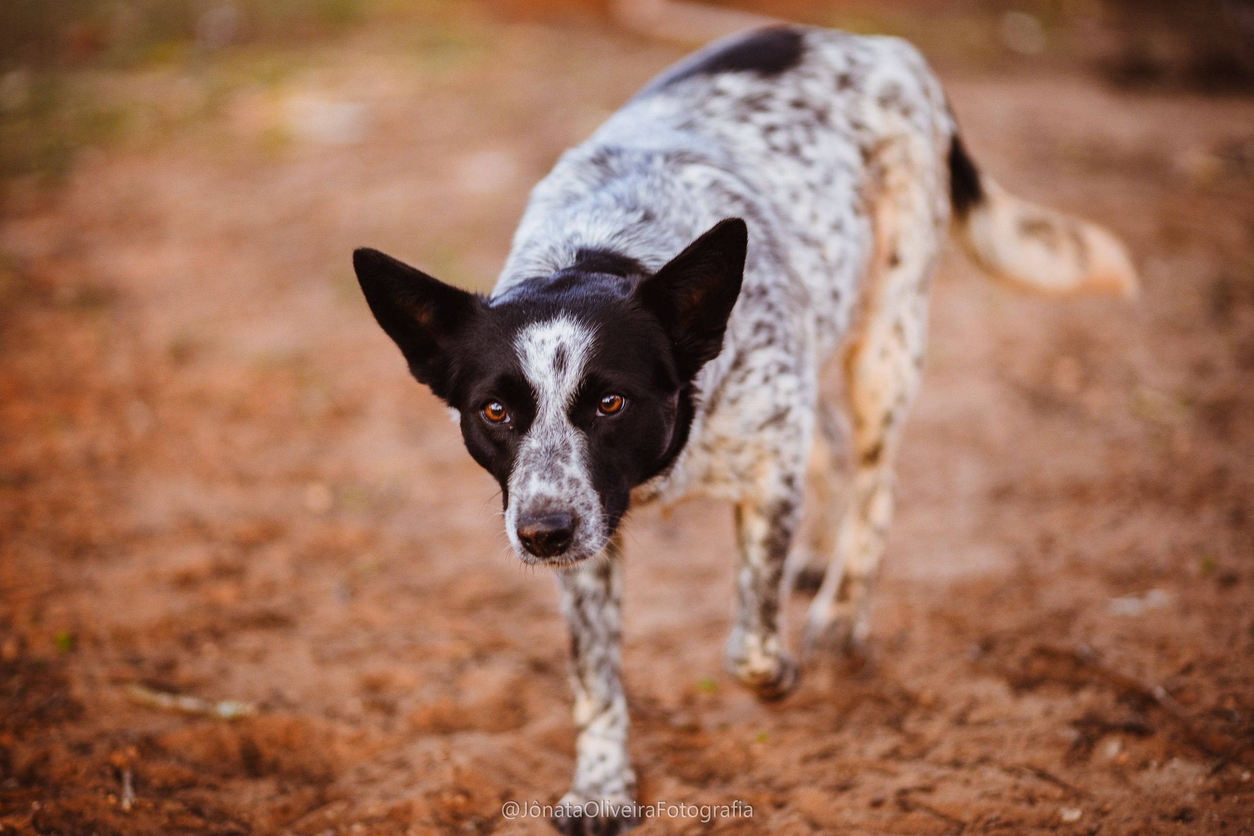 Pre Wedding Luérica e Vinicius. Fotografia de casamentos e ensaios em avaré Jônata Oliveira