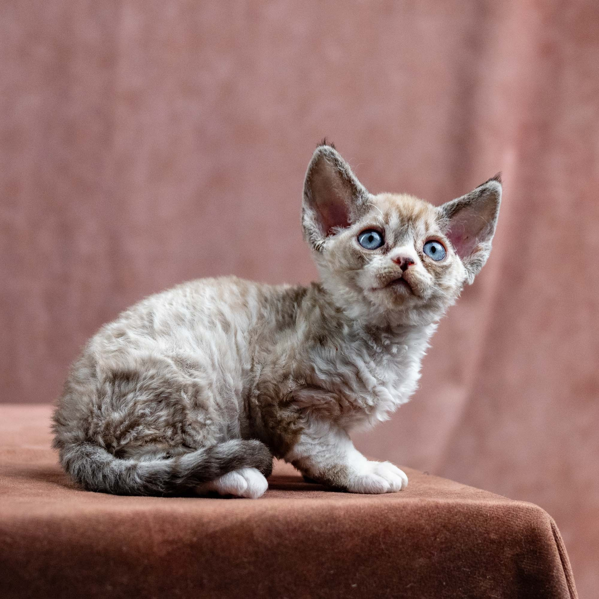 Kai, boy, born 07.02.2025. Devon Rex Pixie Cattery