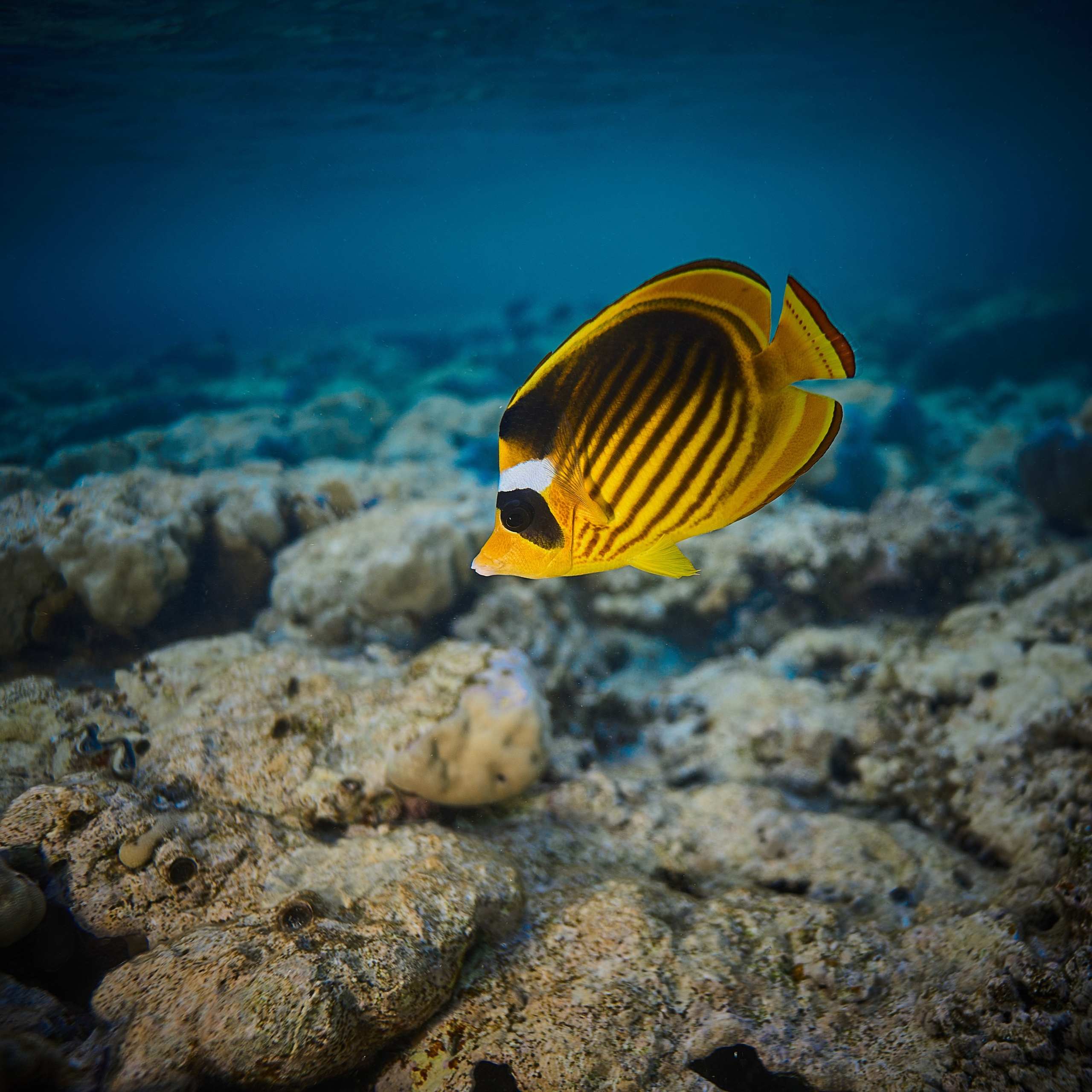 Mieszkańcy mórz. Andriej Szypilow — Photography & Videography