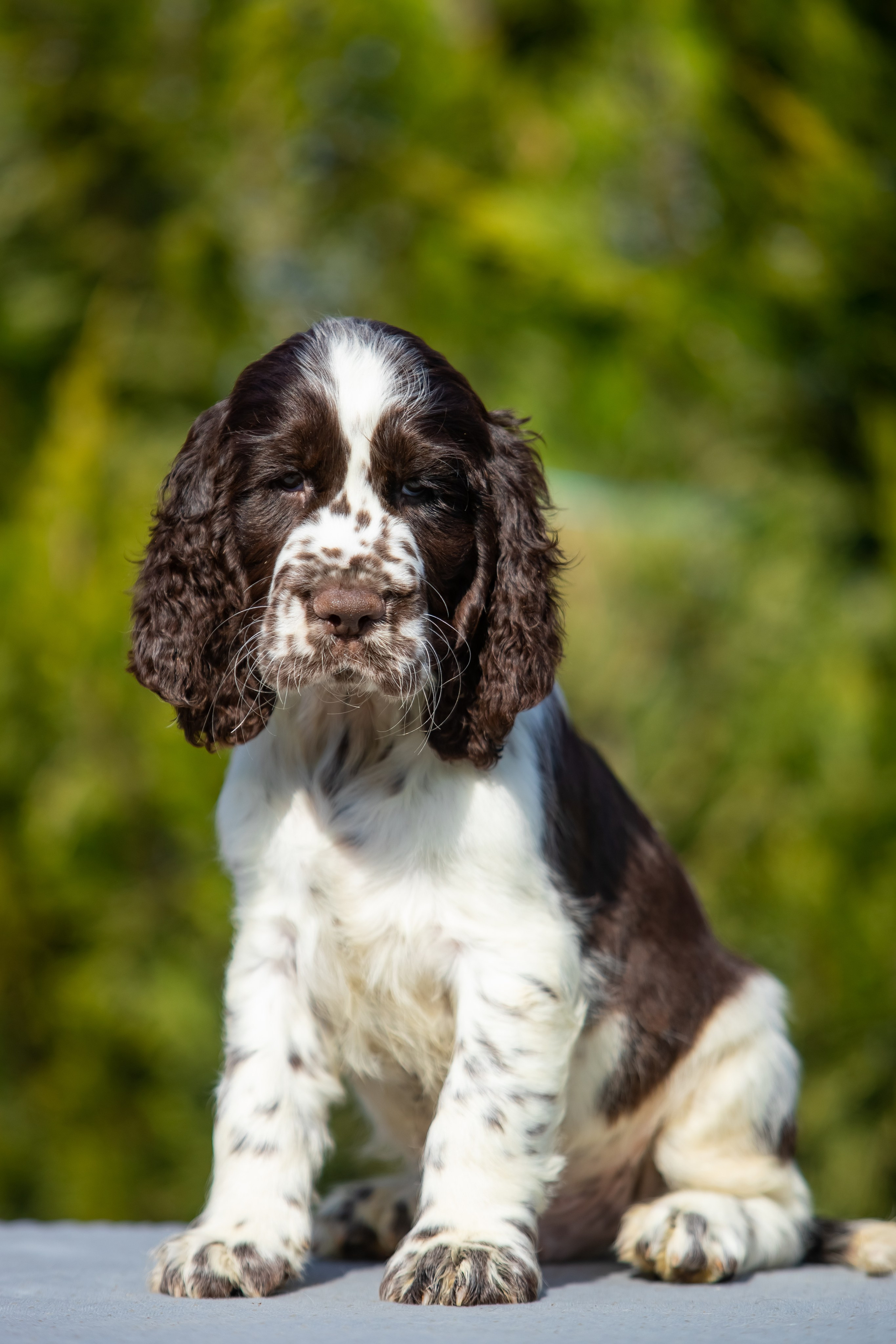 Male — Green collar 💚. Website of the titled stud dog of the Springer Spaniel breed