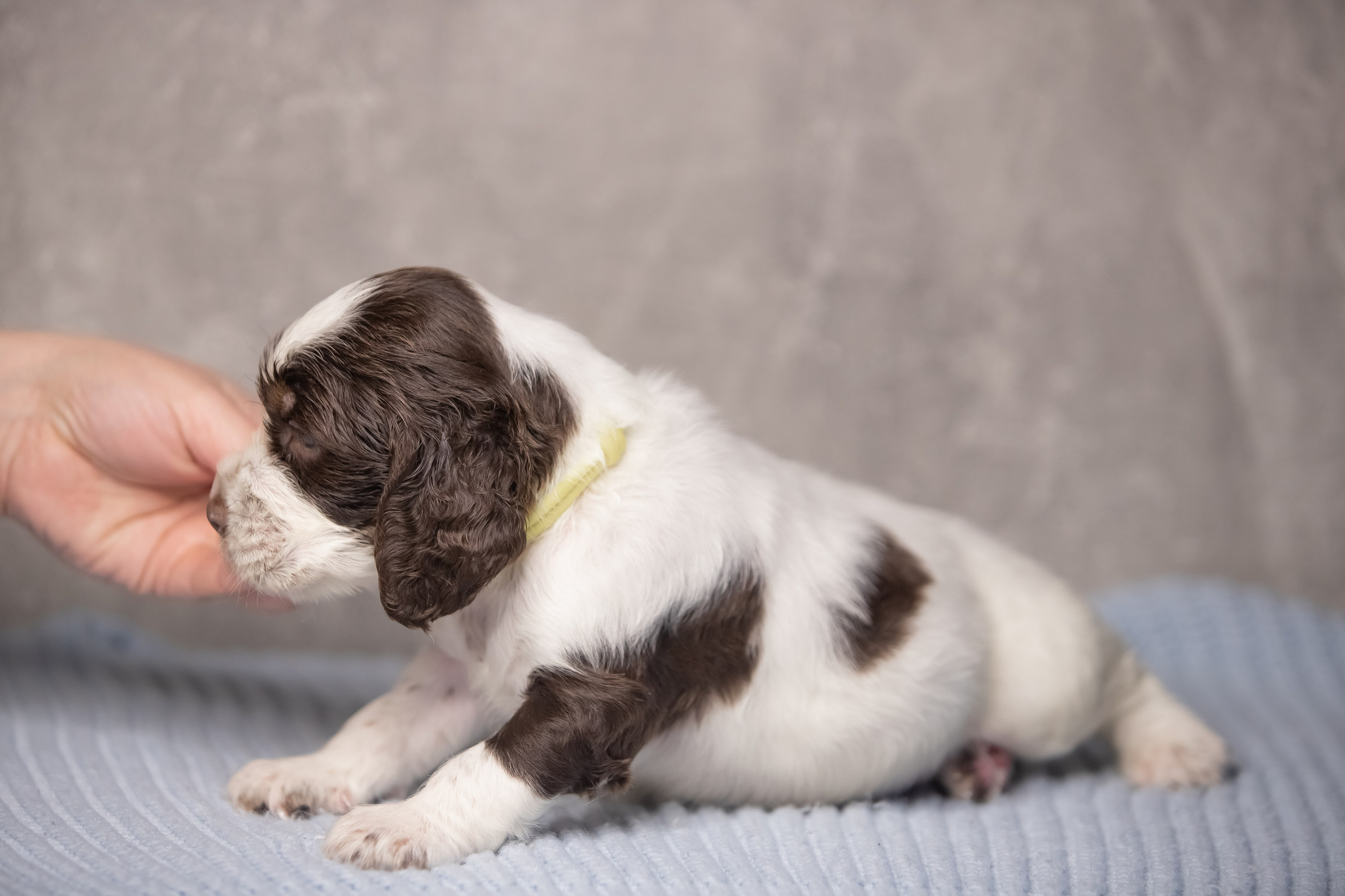 Male — Yellow collar 💛. Website of the titled stud dog of the Springer Spaniel breed