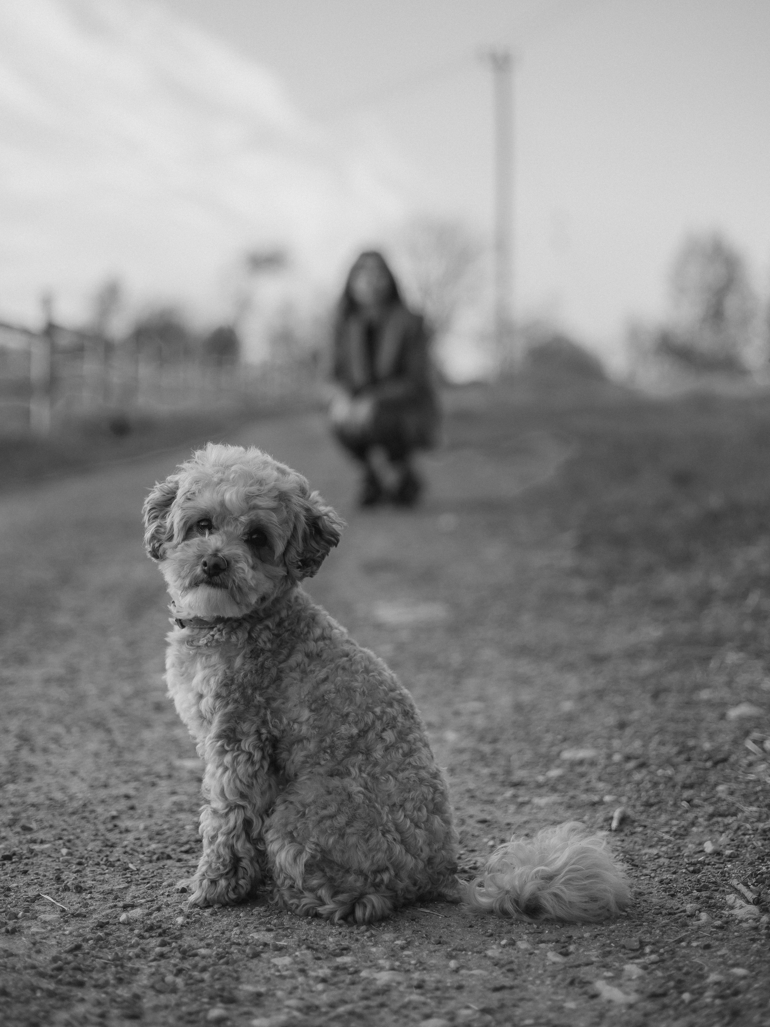 Катя, Никита и Монти. Семейный фотограф в Таллинне Дарья Кивимейстер