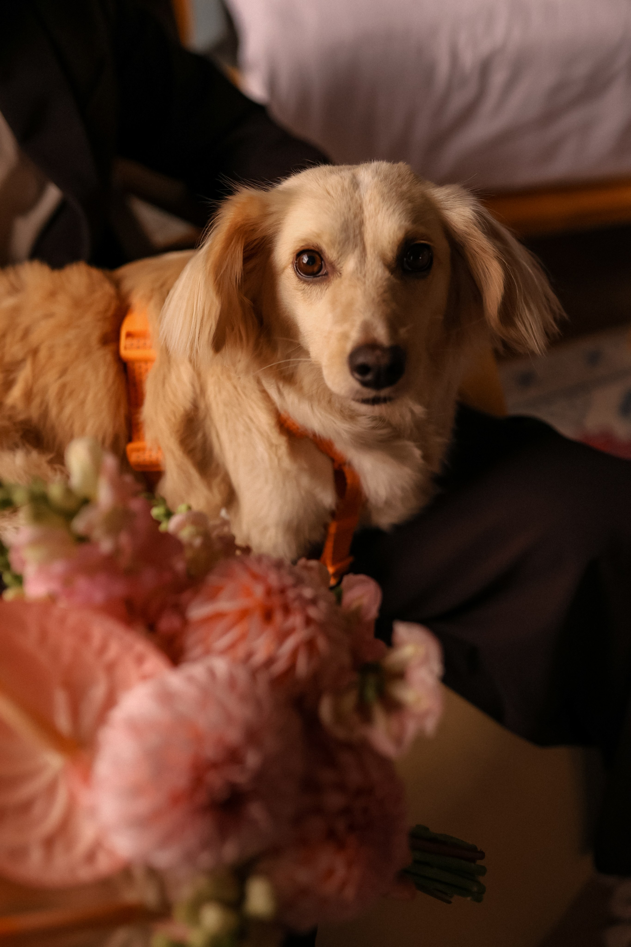 Our best friends. Свадебный, семейный и детский фотограф в Беларуси и за ее пределами