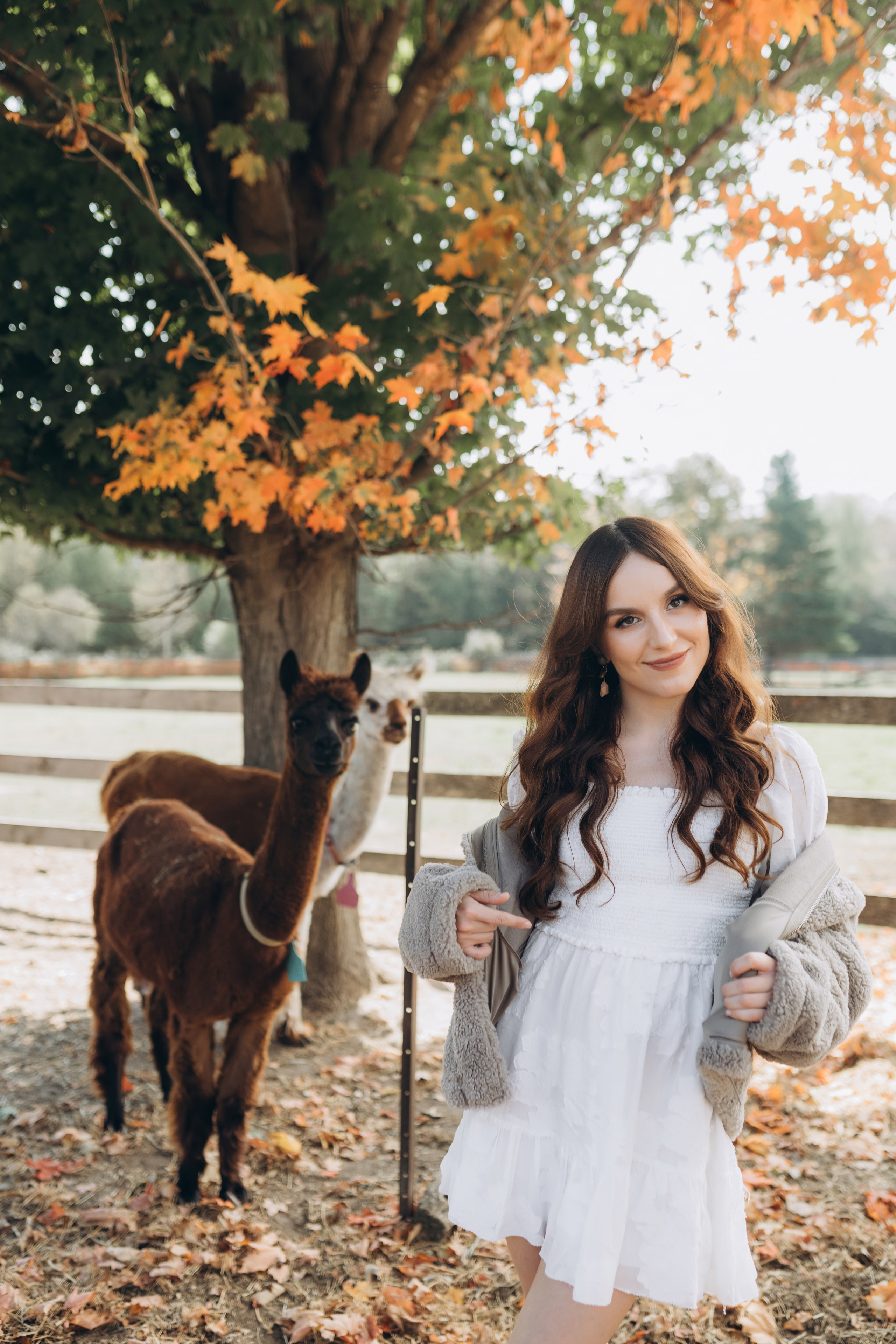 Alpacas Farm. Chernenko.photography