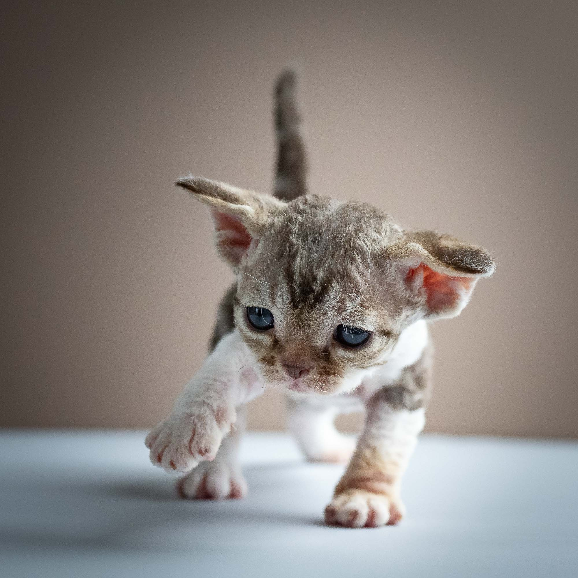 Simon, boy, born 05.15.26. Devon Rex Pixie Cattery