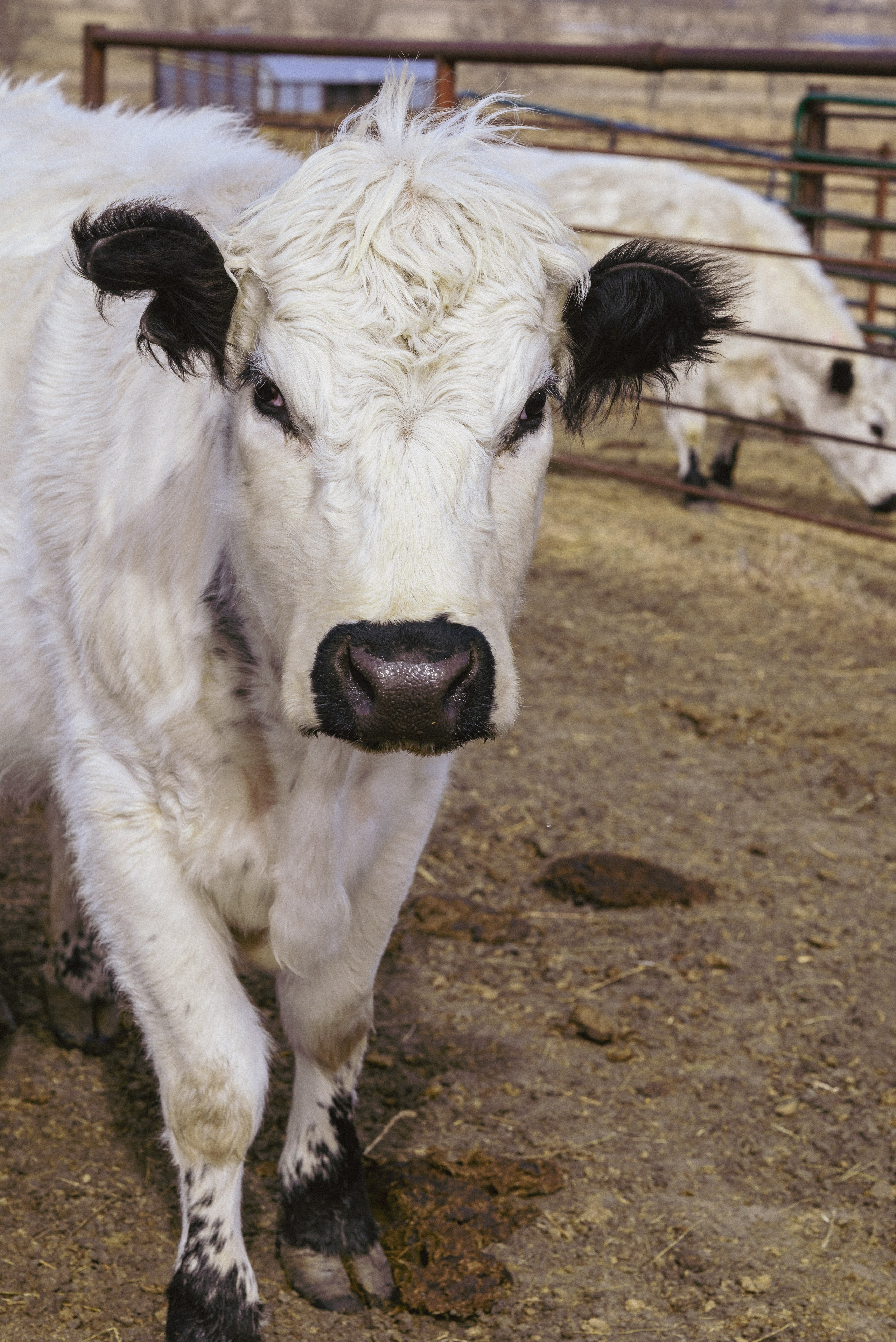 Farm animals. Victoria Lyubchenko — fine art photography in Bismarck, ND