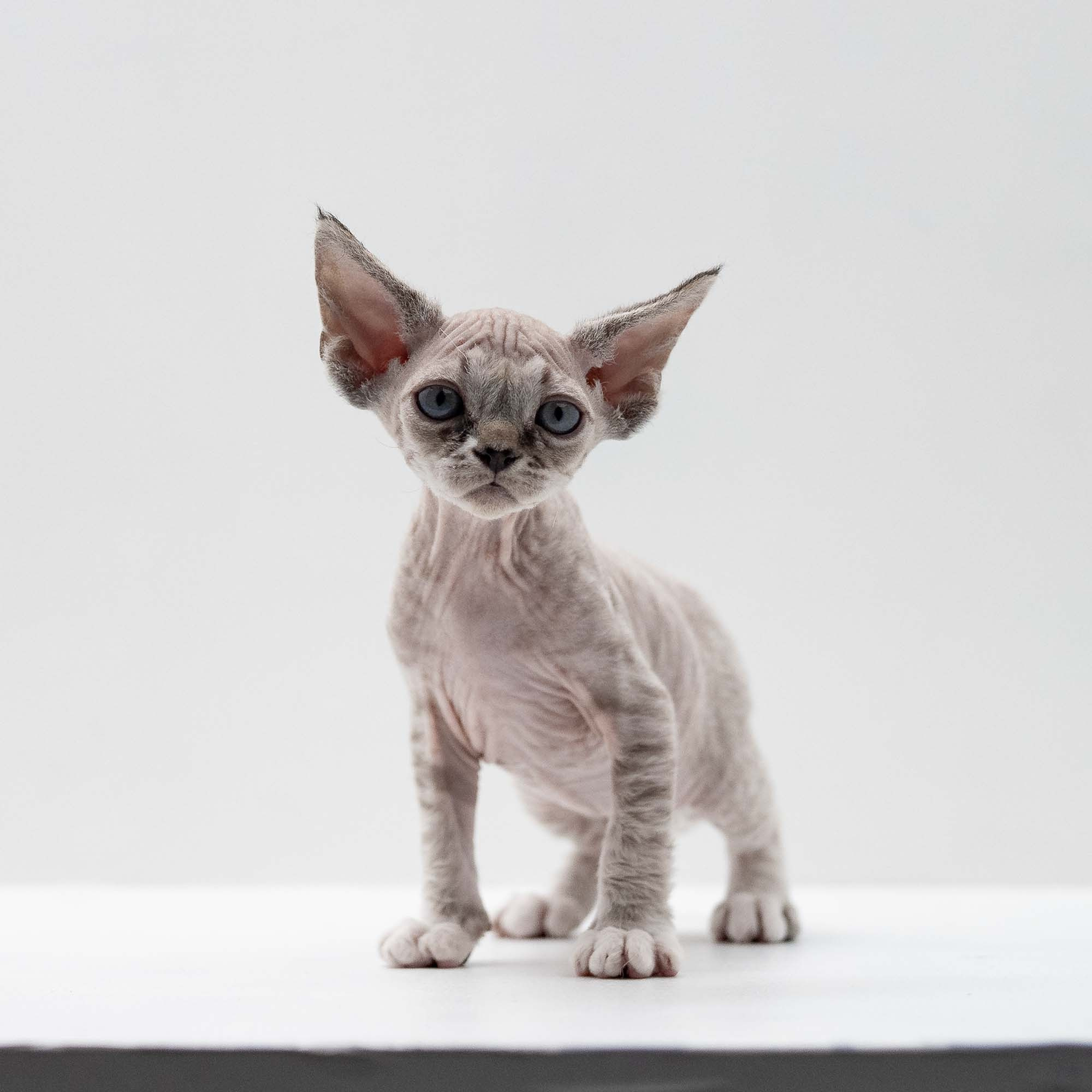 Finn,  boy, born on 01.01.25. Devon Rex Pixie Cattery