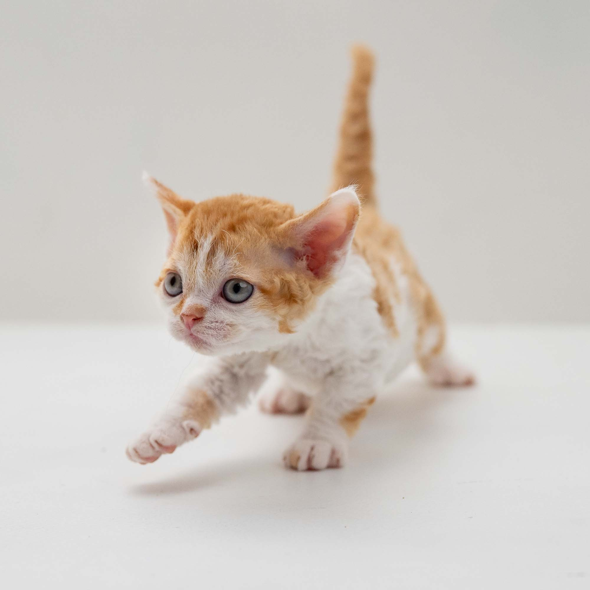 Gary,  boy, born on 01.18.25. Devon Rex Pixie Cattery