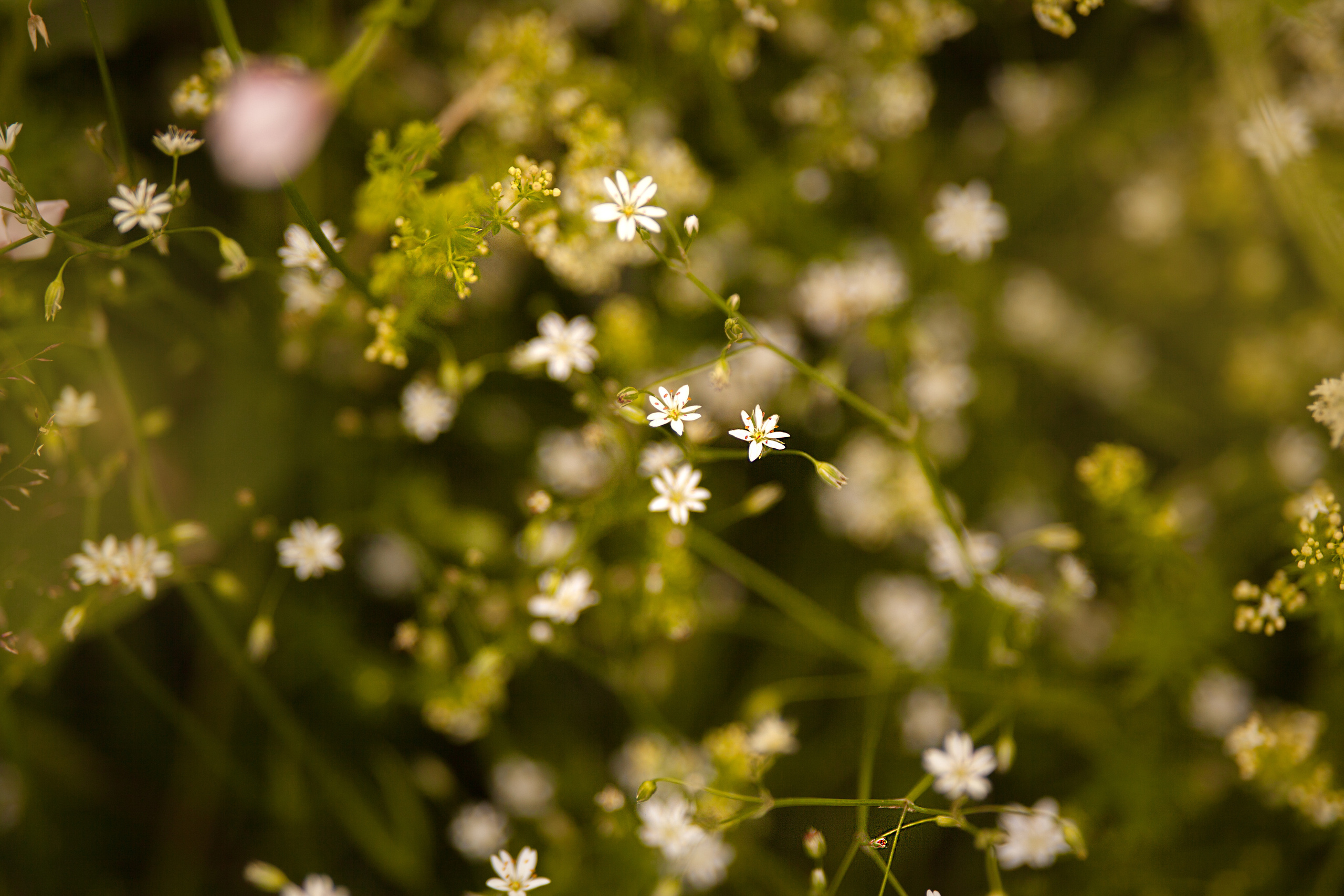 Anastassia. Family and real state photographer in Haugesund Dina Vikra
