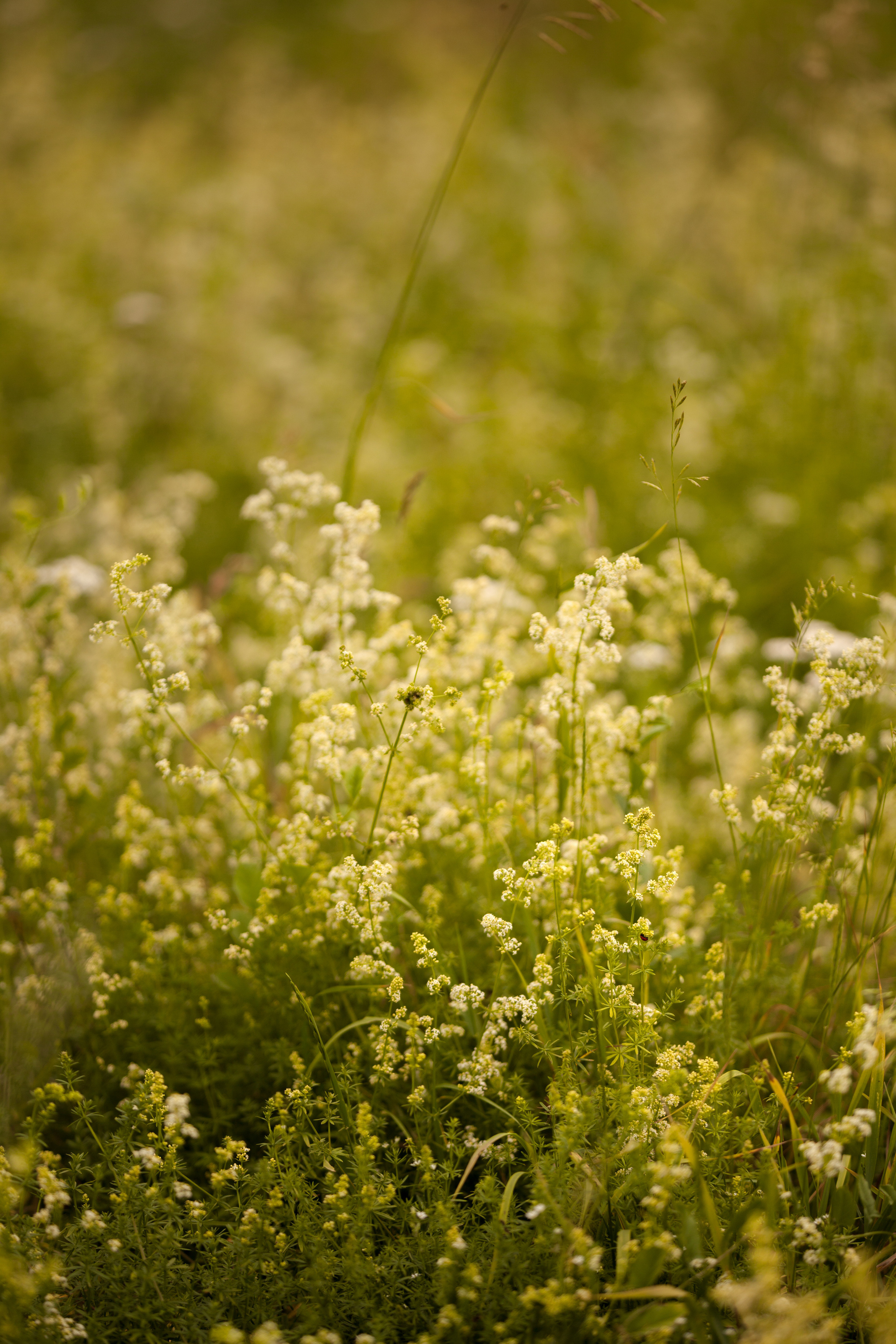 Rural. Family and real state photographer in Haugesund Dina Vikra