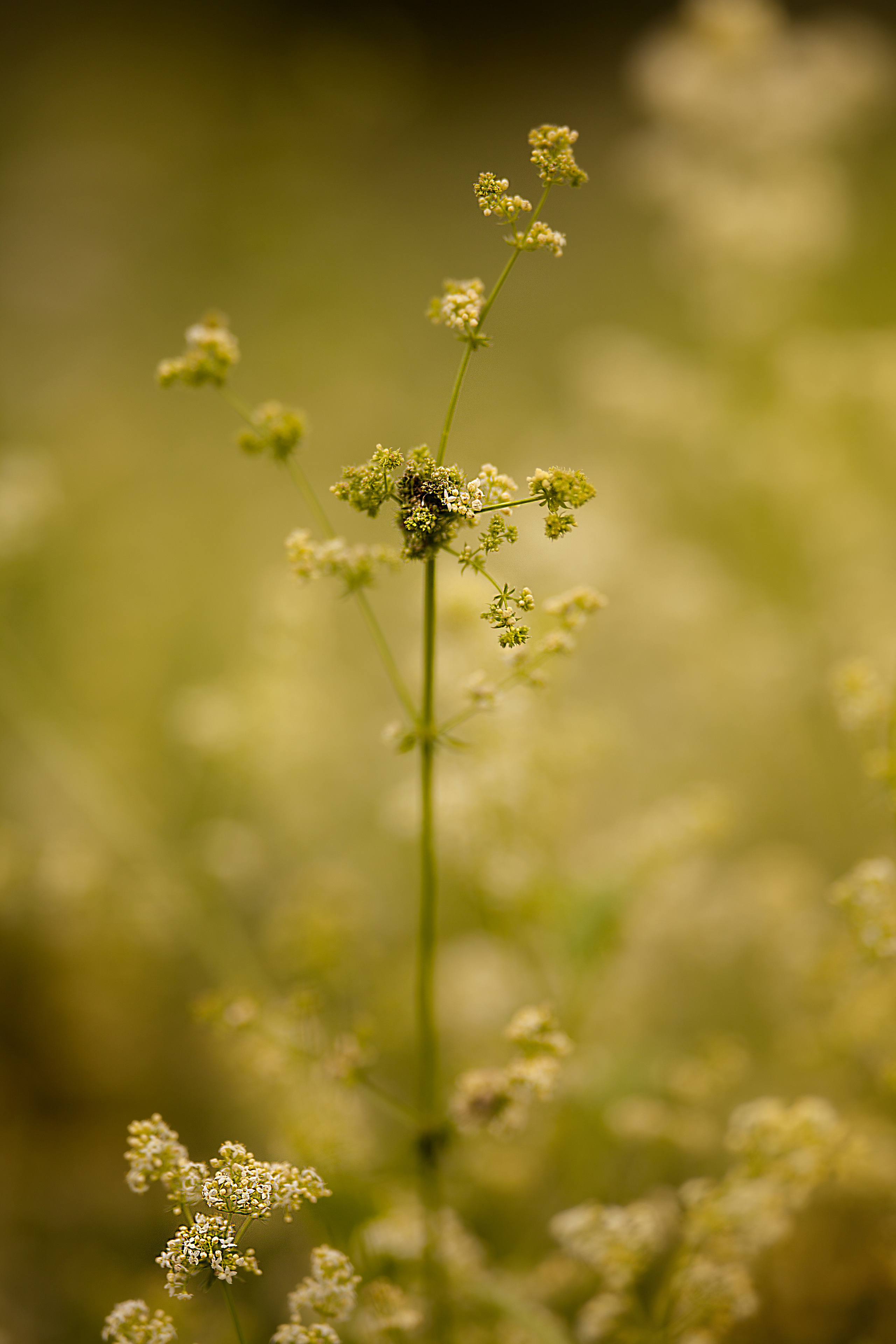 Anastassia. Family and real state photographer in Haugesund Dina Vikra