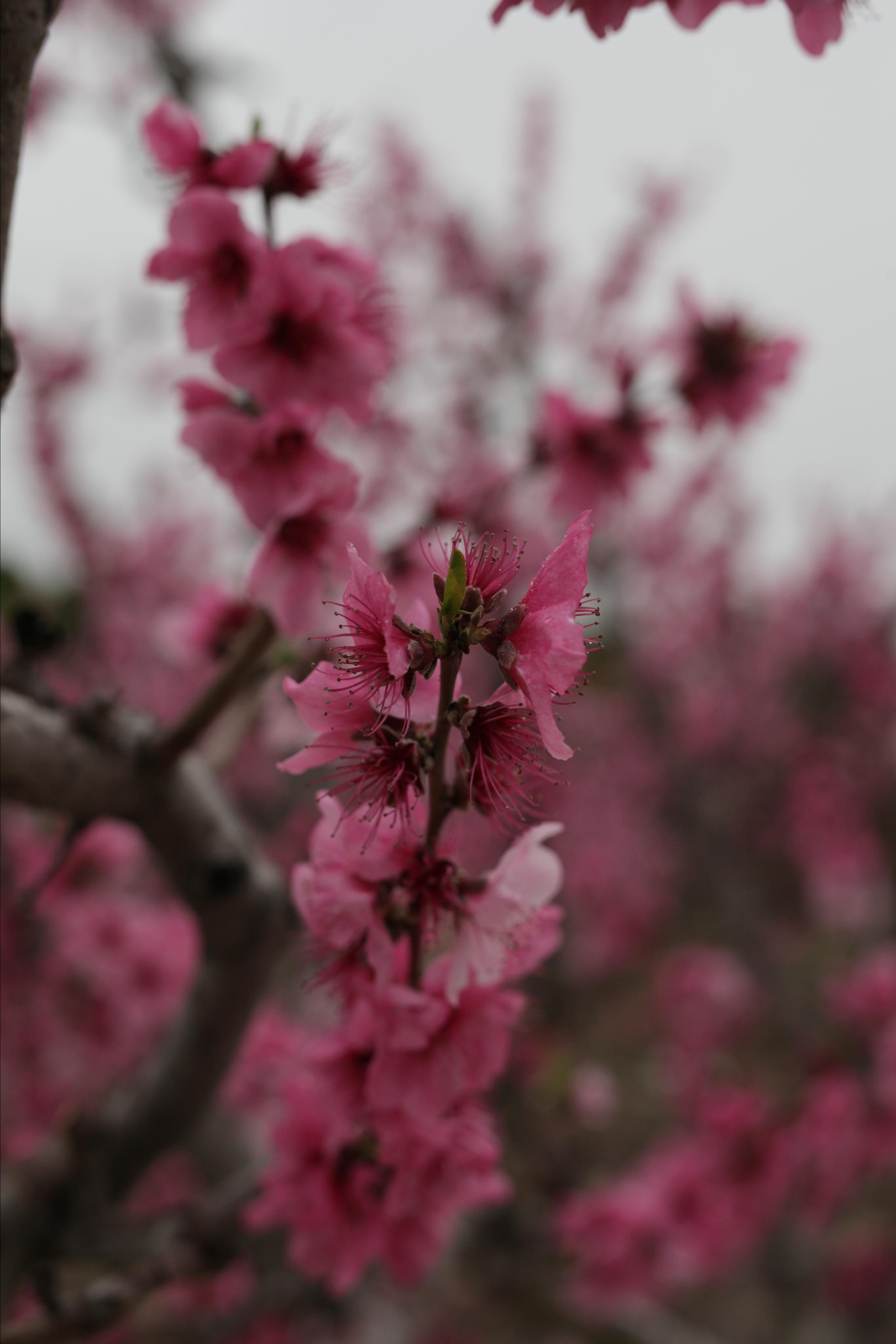 Pink. Family and real state photographer in Haugesund Dina Vikra