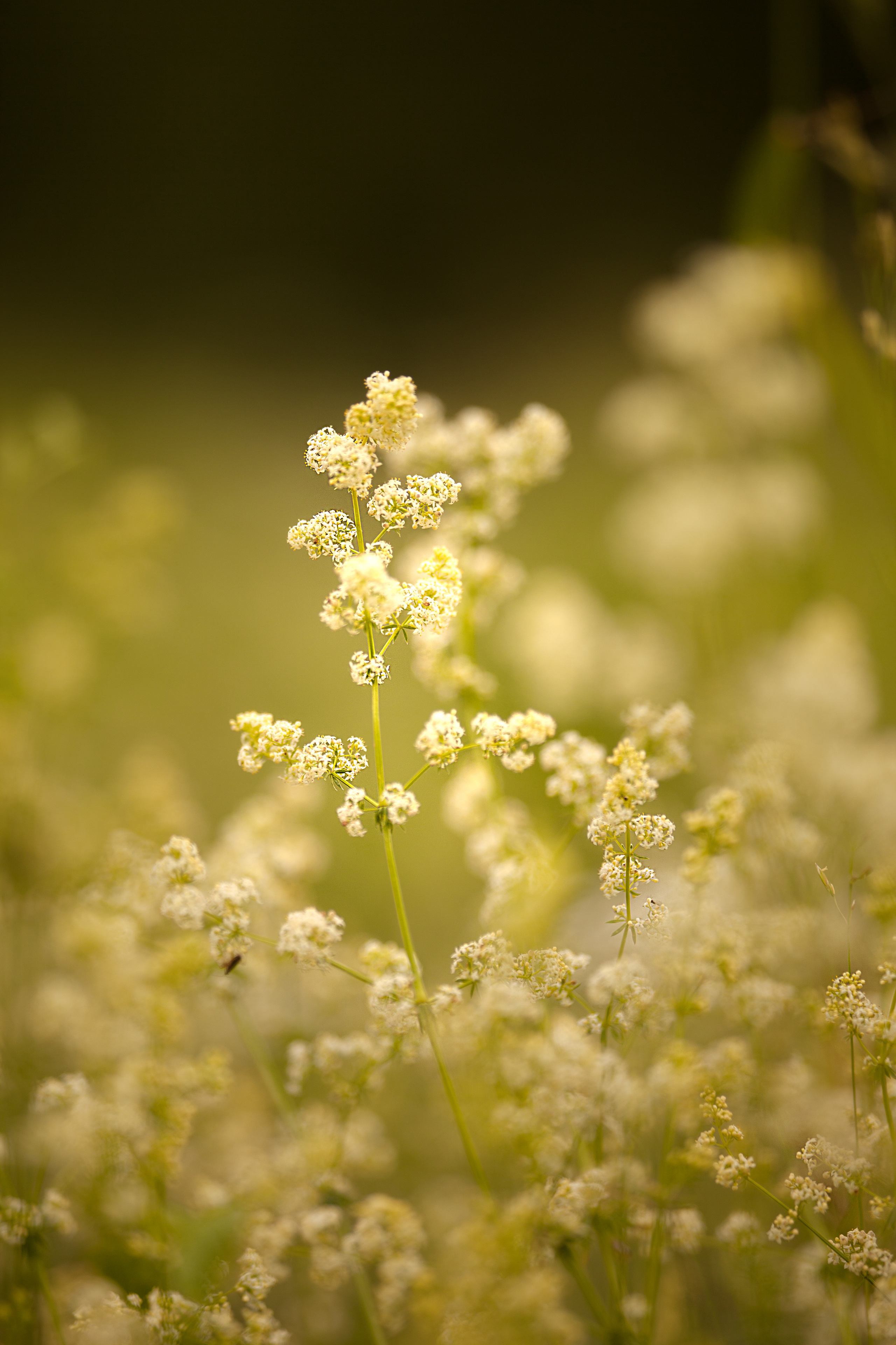 Anastassia. Family and real state photographer in Haugesund Dina Vikra