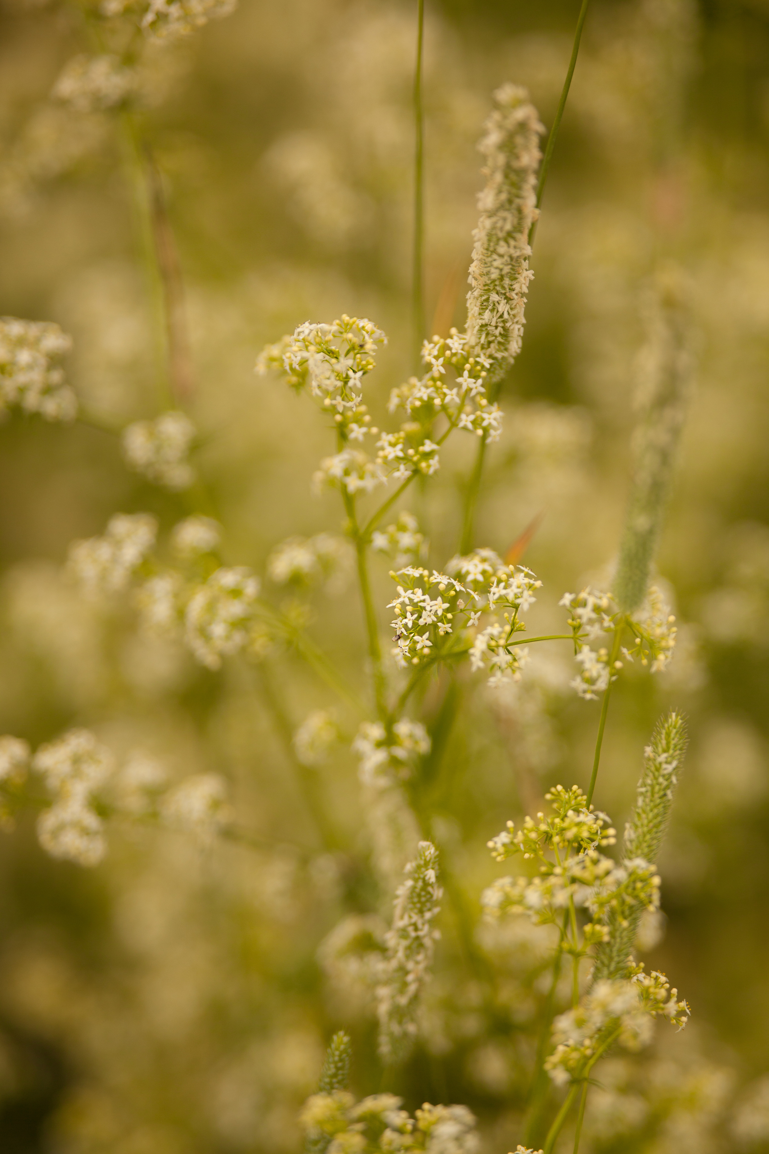 Rural. Family and real state photographer in Haugesund Dina Vikra