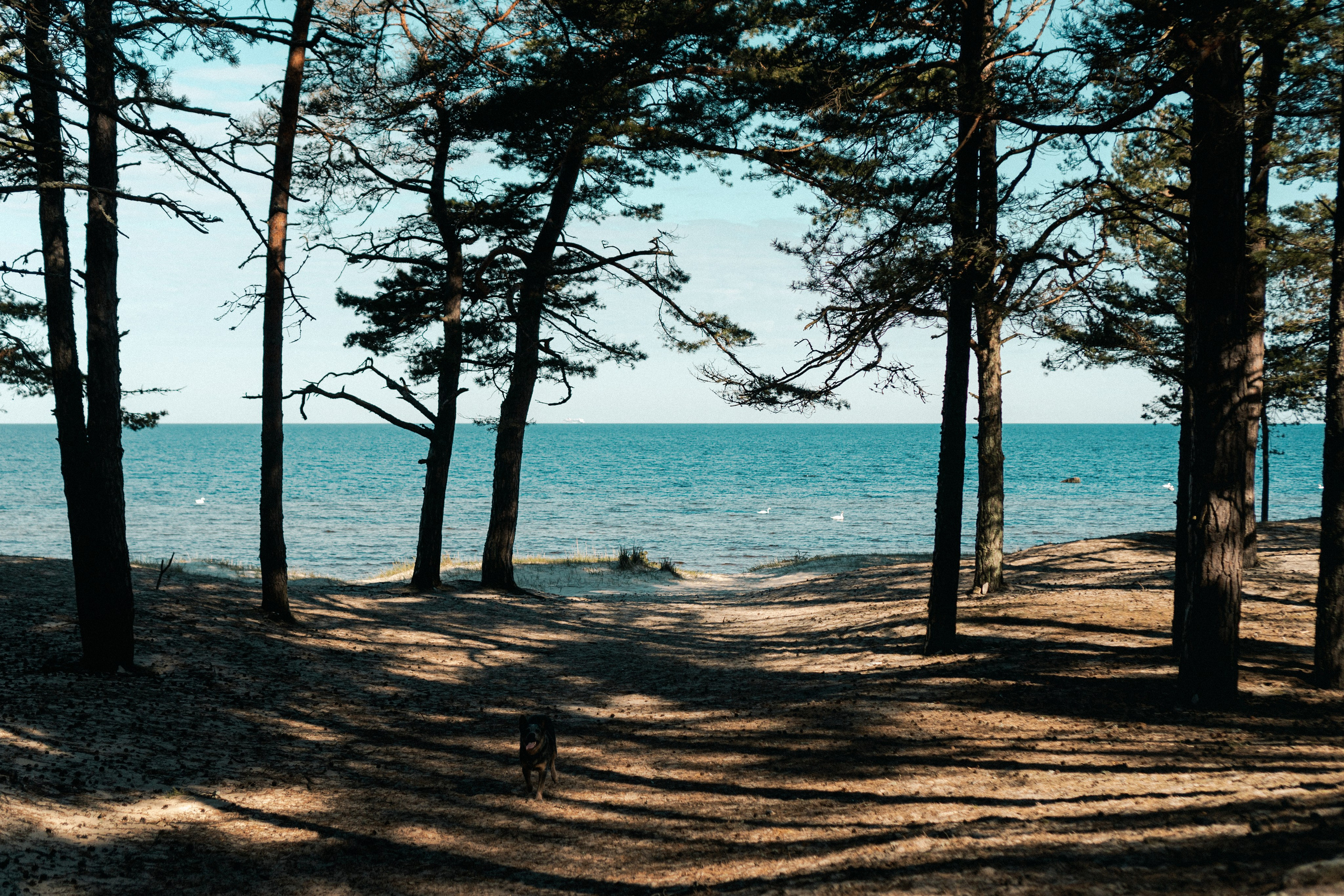 Oskar, Maria & Dmitrii. Kat Laisaar — Pet photographer in Tallinn