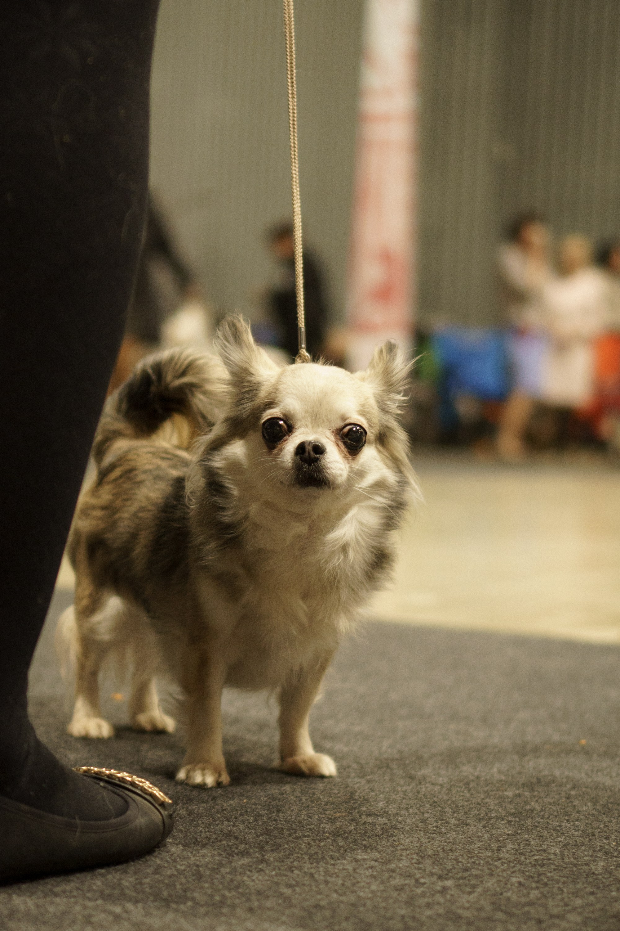 Tartu International Dog Show. Kat Laisaar — Pet photographer in Tallinn