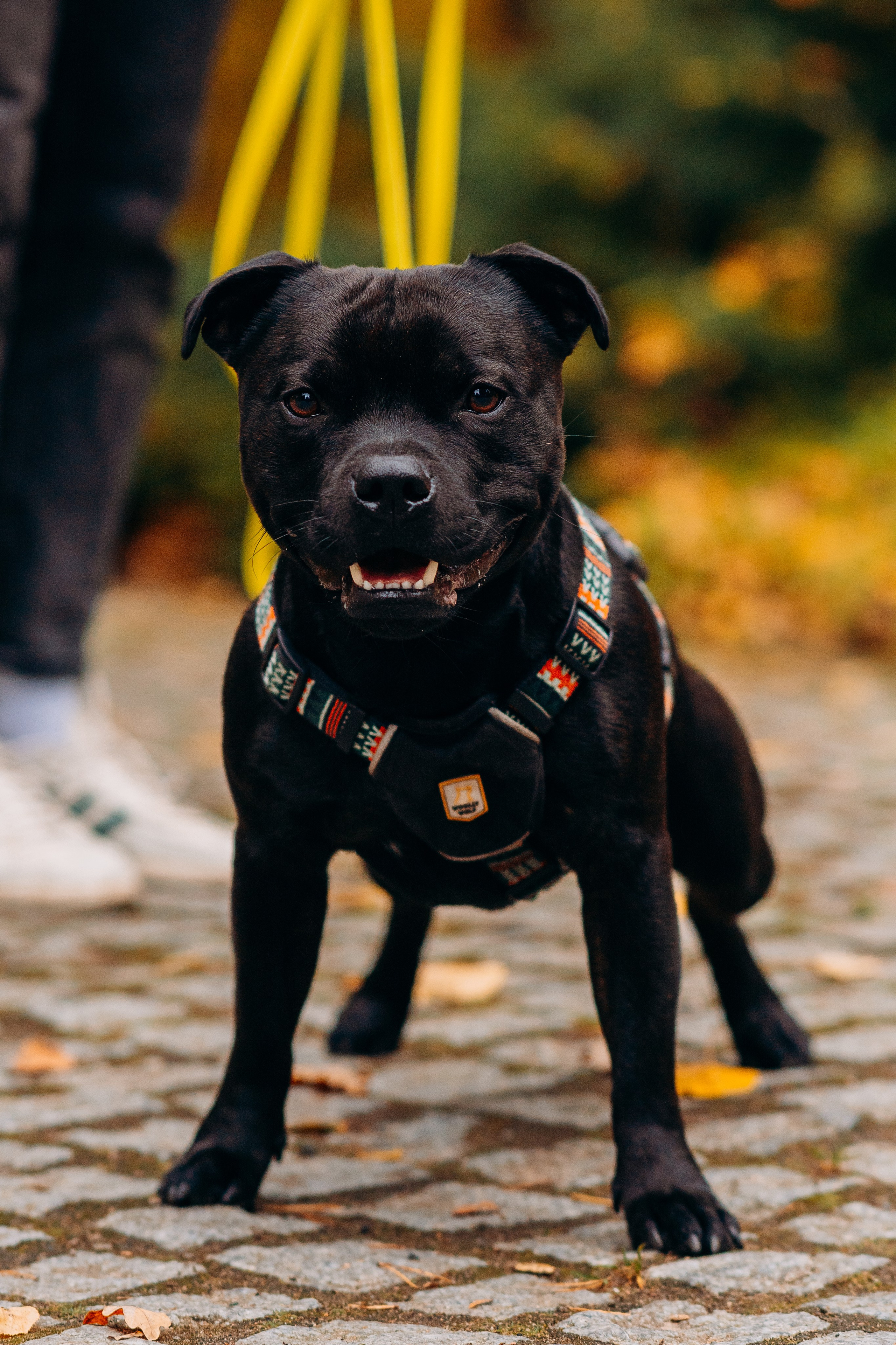 Staffordshire Bull Terriers Meetup. Kat Laisaar — Pet photographer in Tallinn