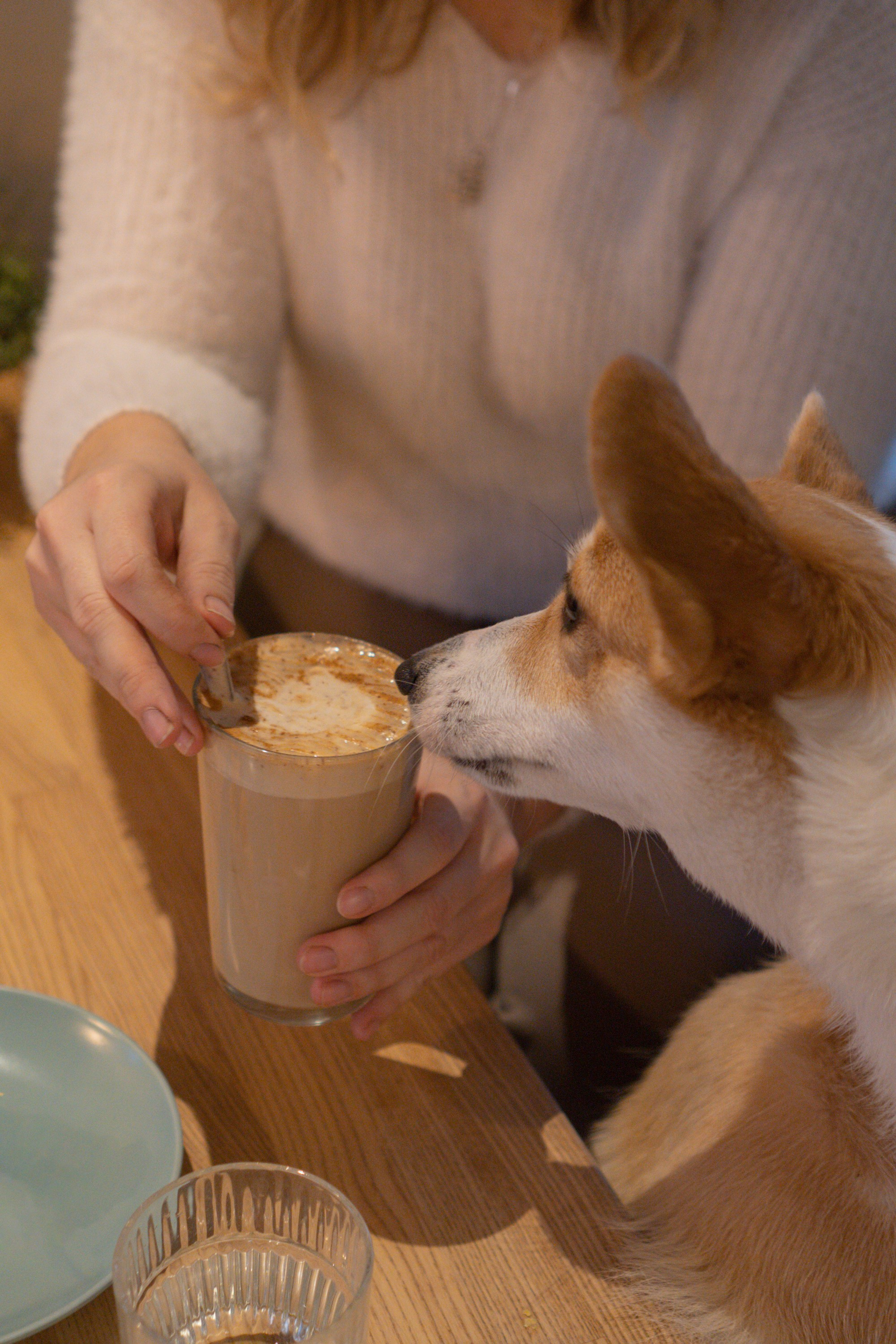 Maarika, Jegor and their Luna, Pembroke Welsh Corgi. Kat Laisaar — Pet photographer in Tallinn