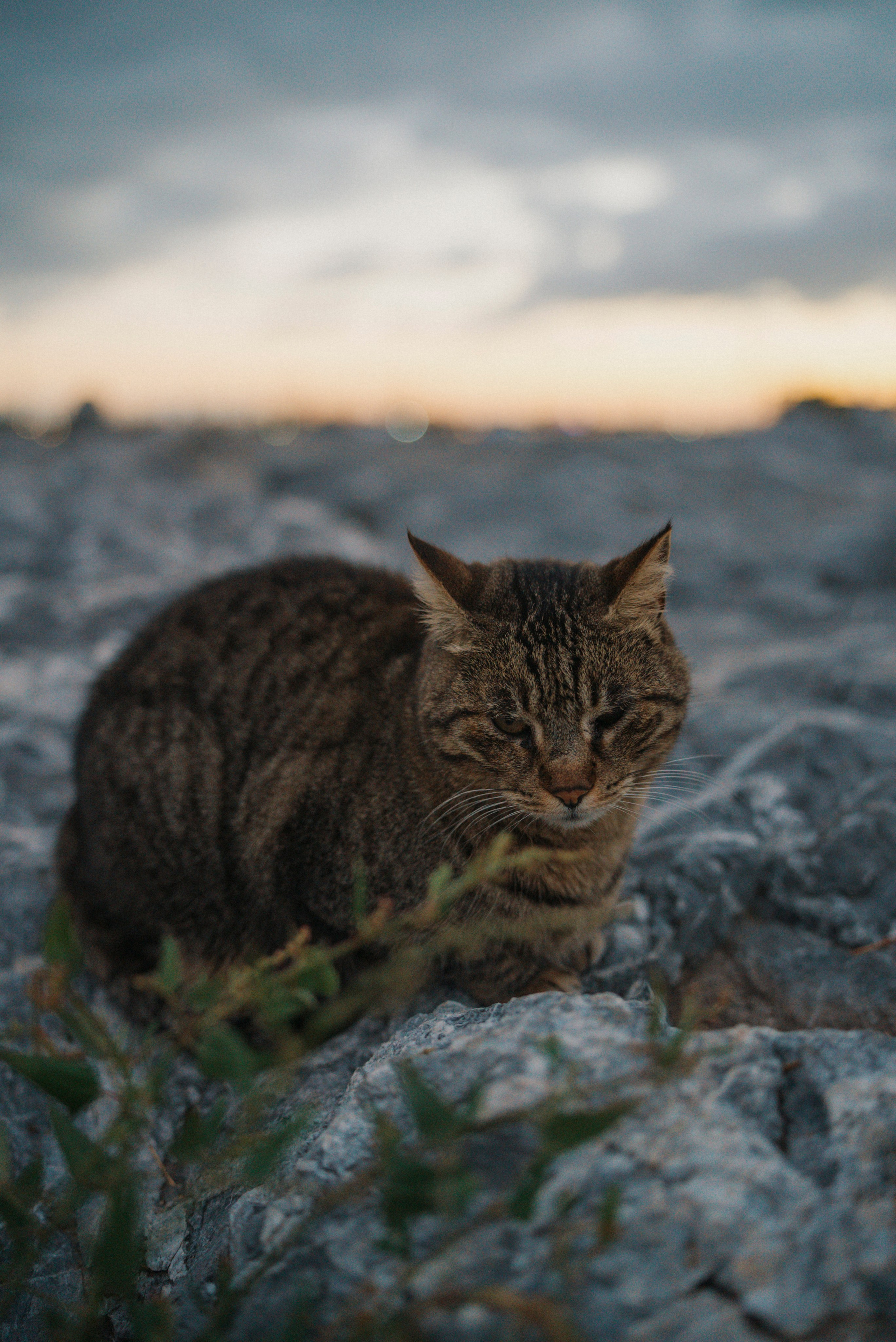 СТАМБУЛ. Стрит-фотография, полная абсурда, идиотизма и красоты