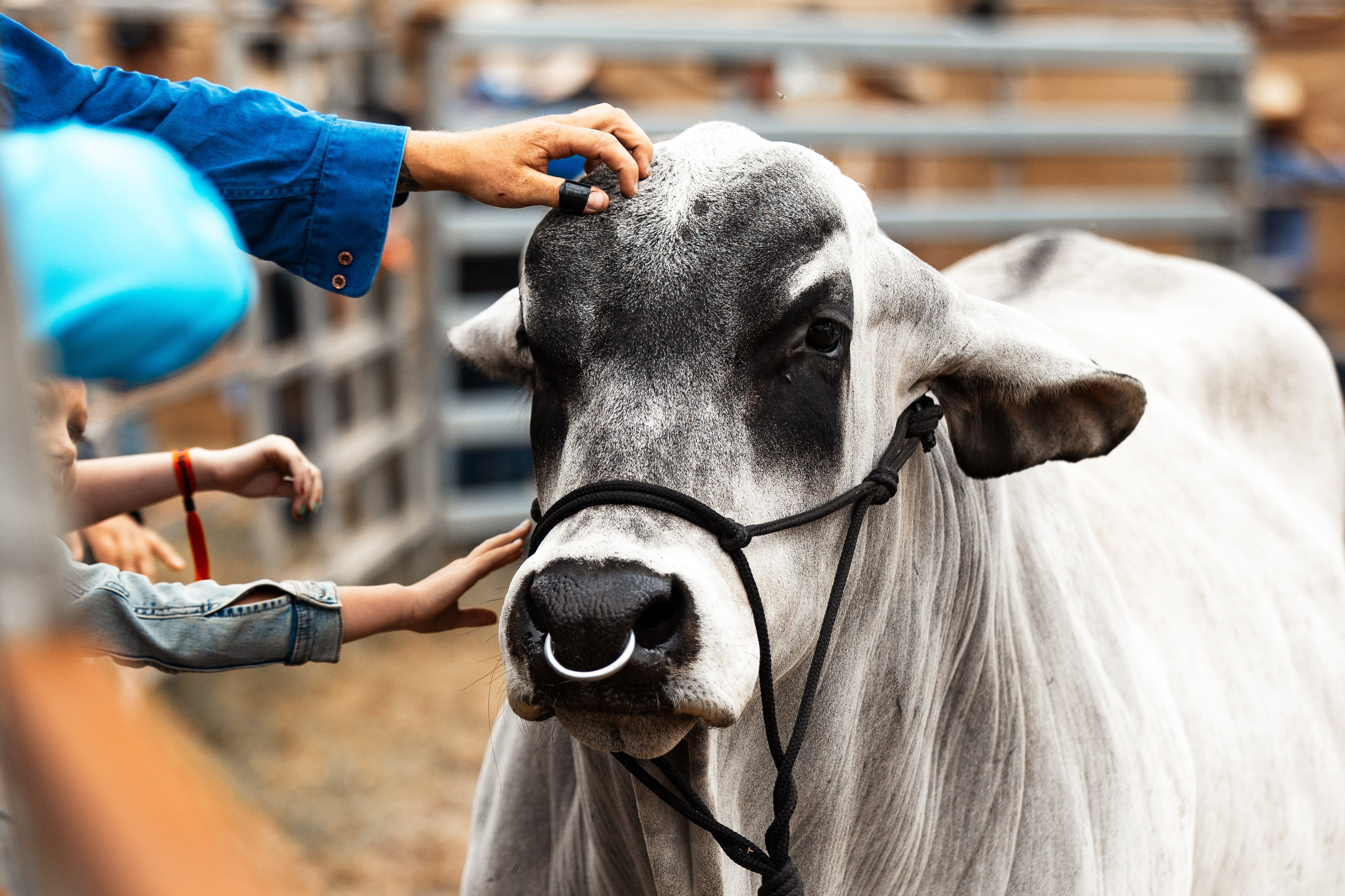 Selection of photos from different rodeos