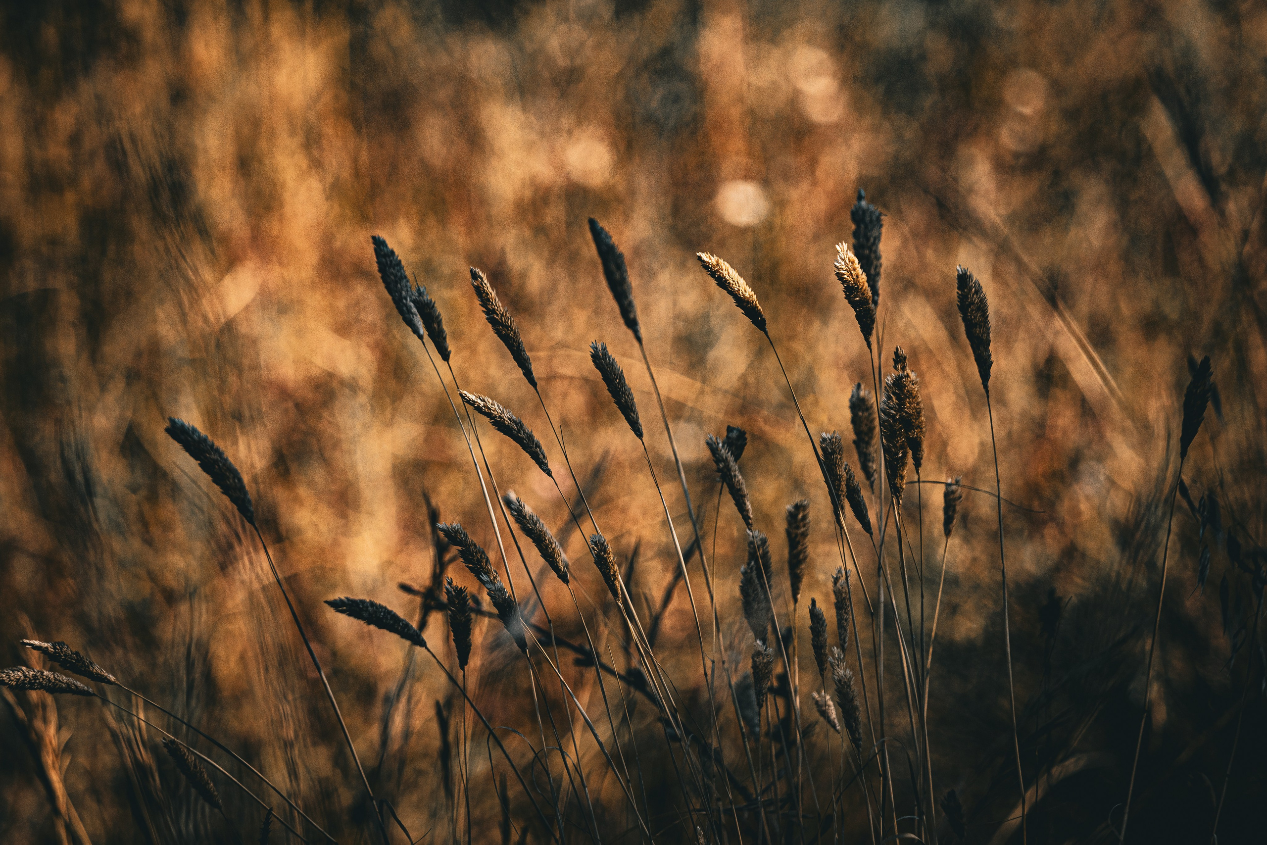 Fotografia de Natureza – Portfólio | Paulo Marques Photography. Paulo Marques Photography