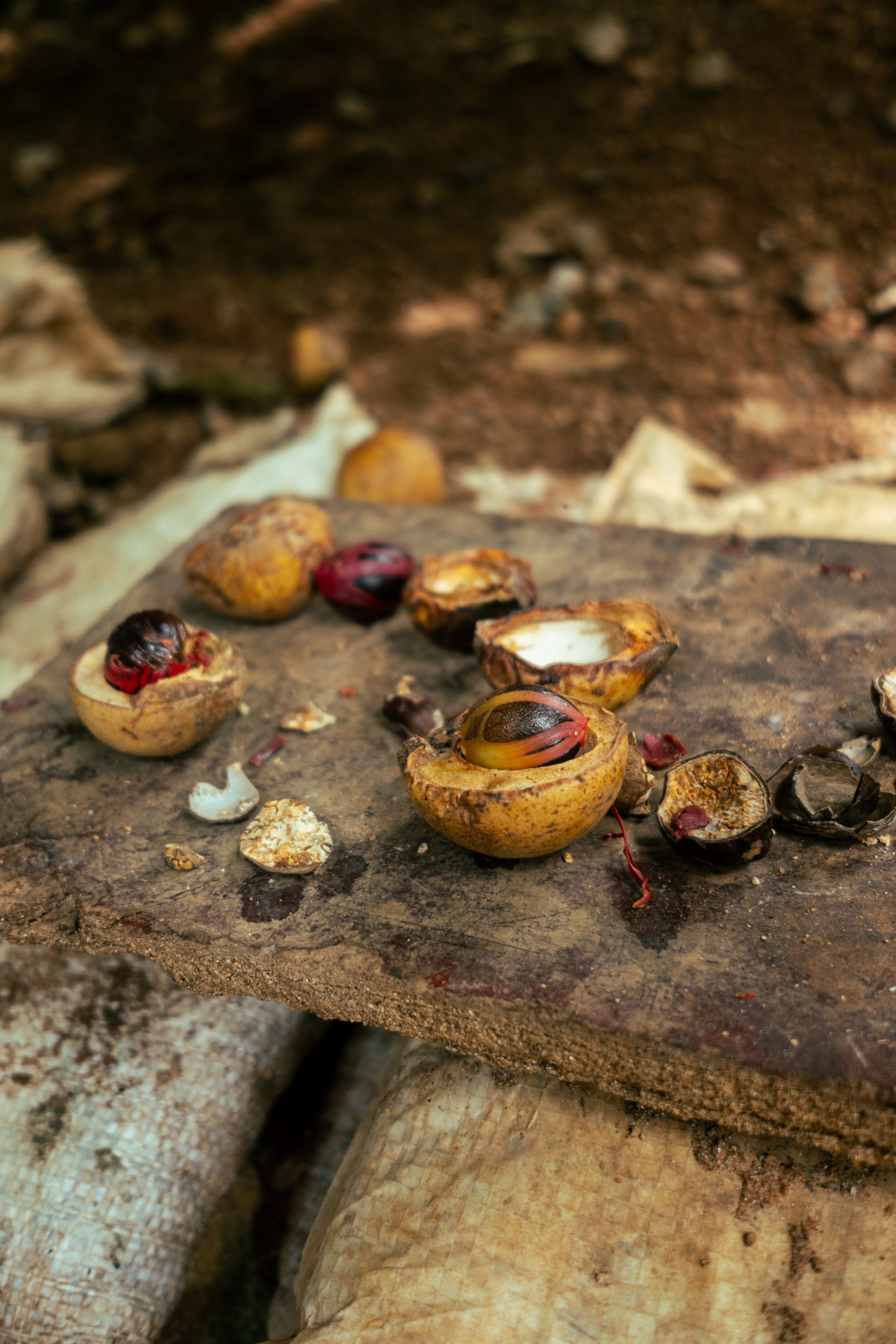 Sri Lanka. Versoluna