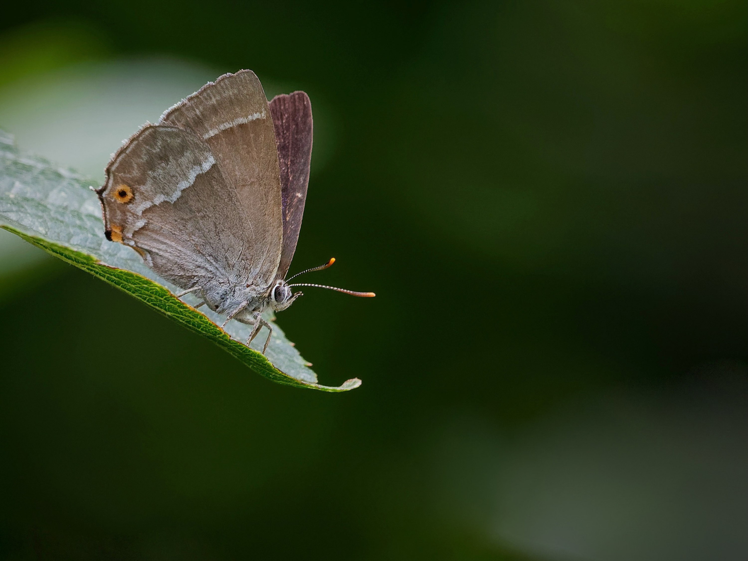 UK Wildlife Photography Gallery. Hedley Wright Photography | East Anglia Sport, Street, Wildlife, Landscape & Astrophotography