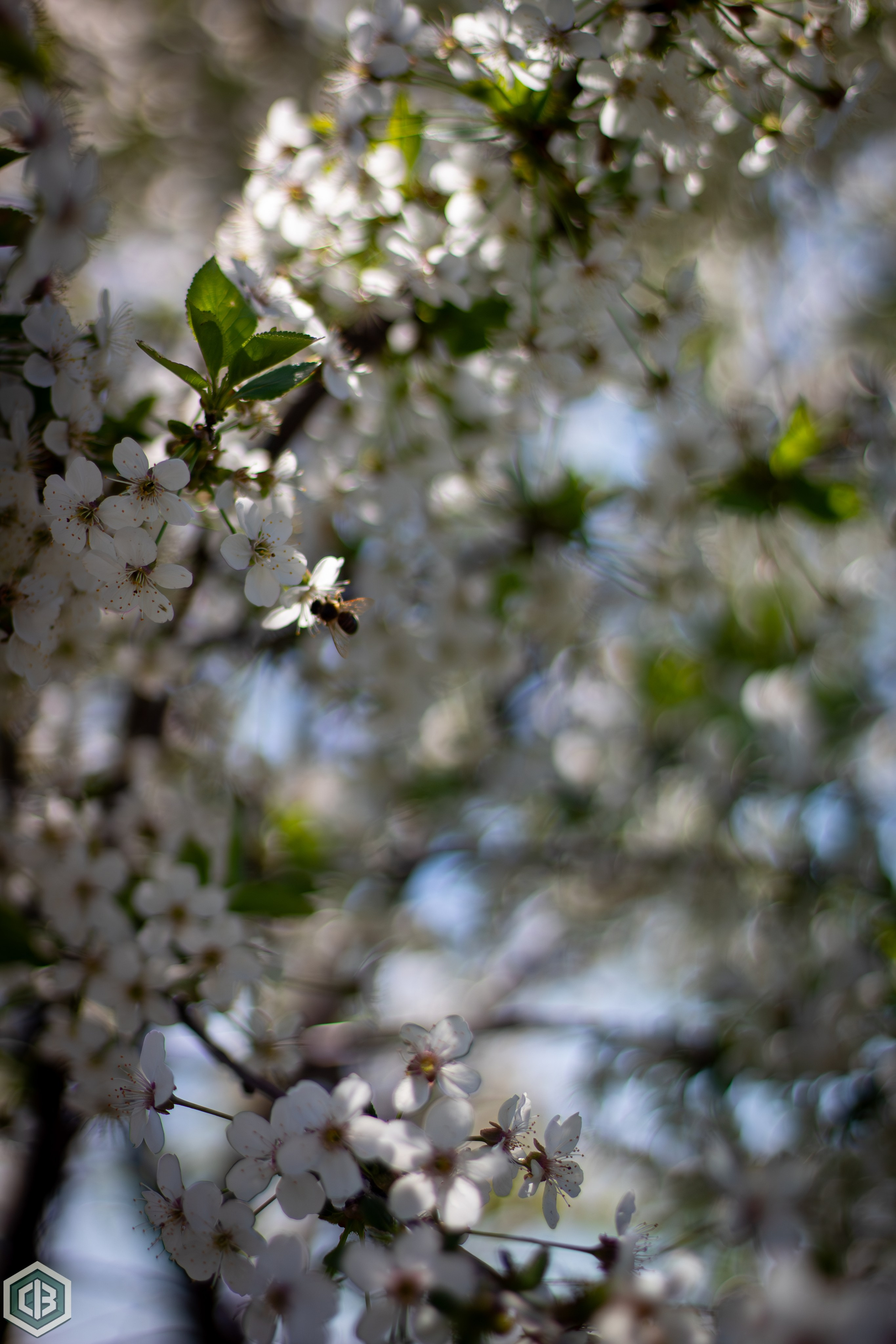 A bold greeting from spring. Cristian Baltag | Photography | Capturing Moments in Iasi