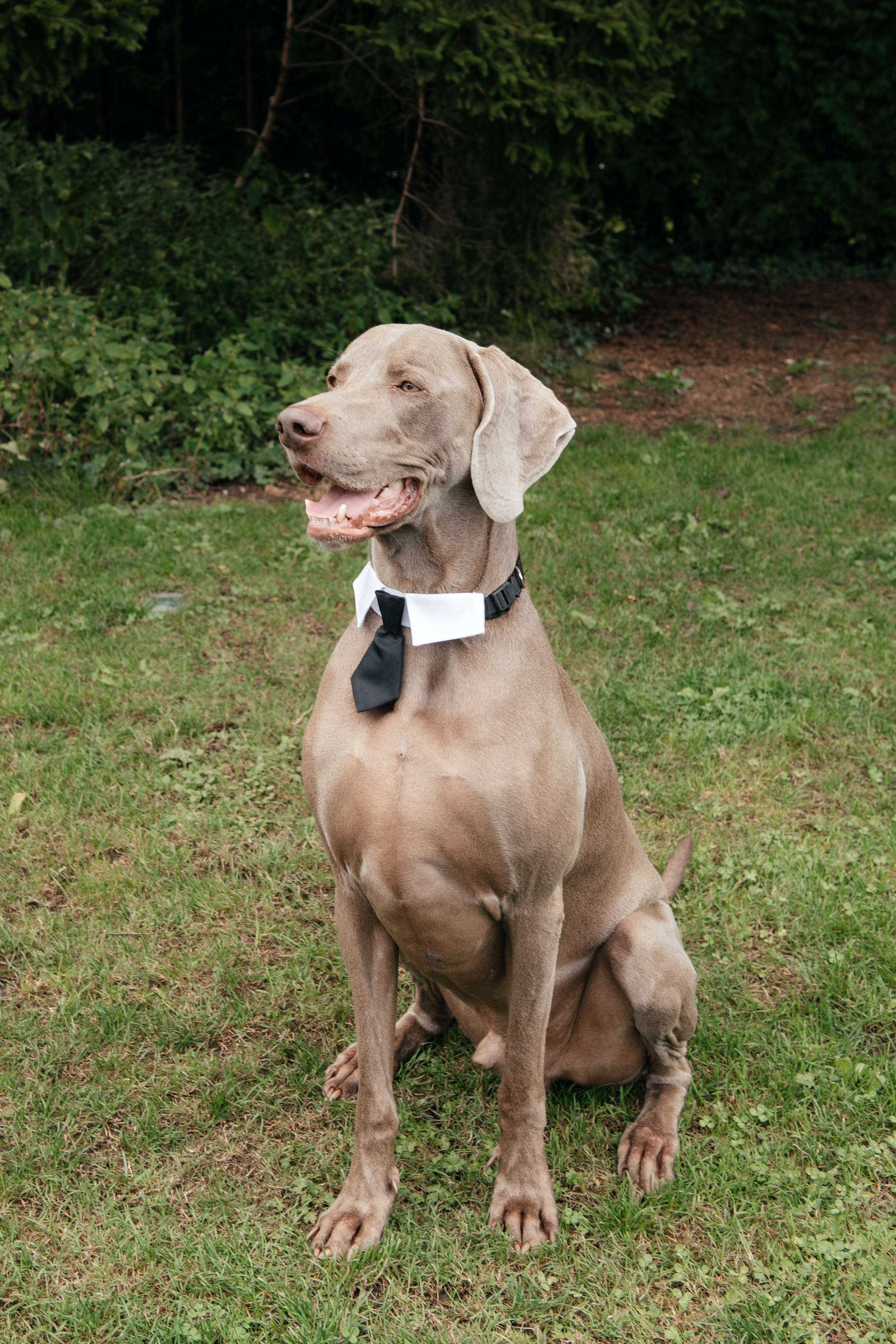 KAIANE & BENJAMIN Meilen, Switzerland. I am Elena Altendorfer. Wedding photographer in Zurich and Switzerland