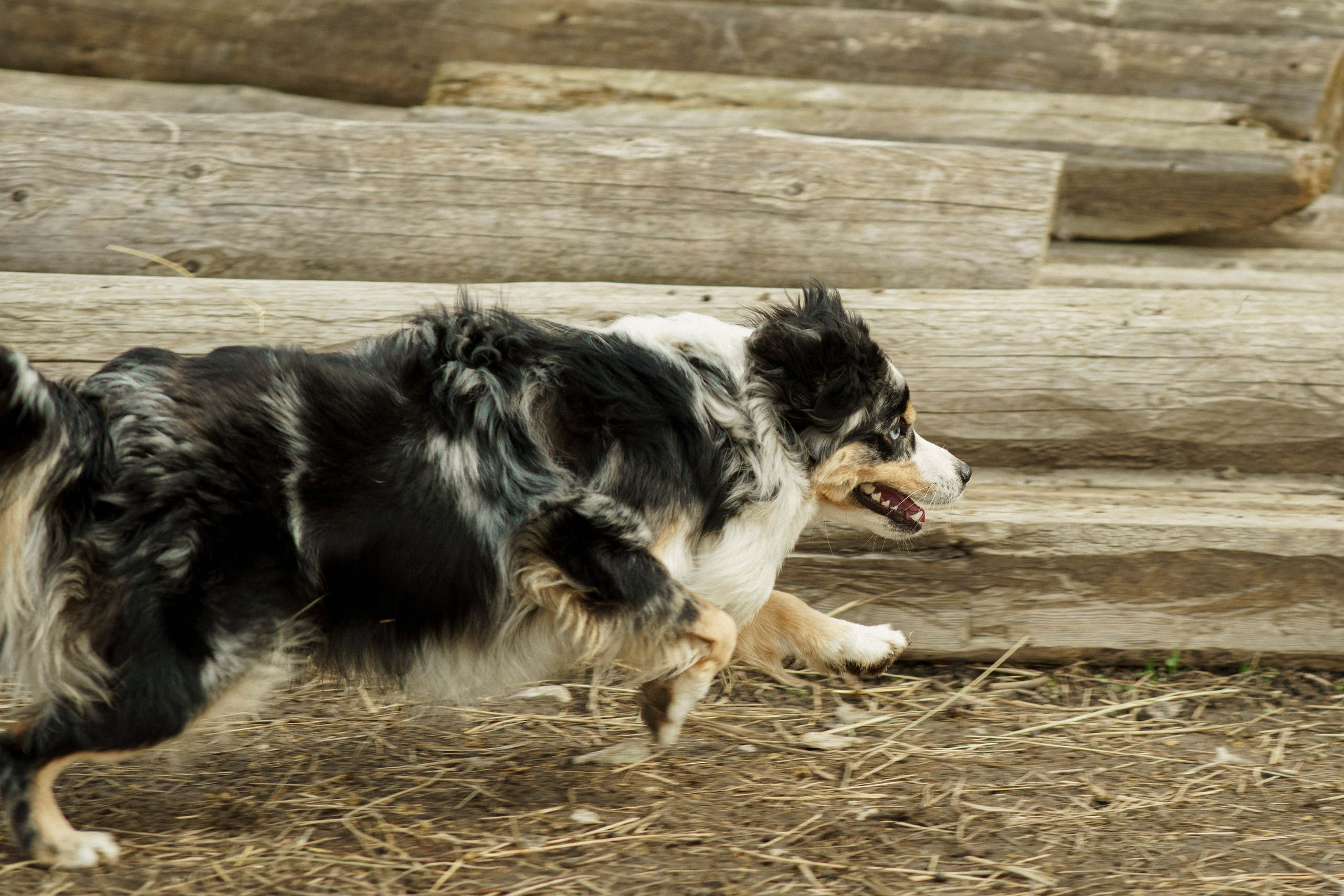 Herding Days, 26 apr. 2025. Kat Laisaar — Pet photographer in Tallinn