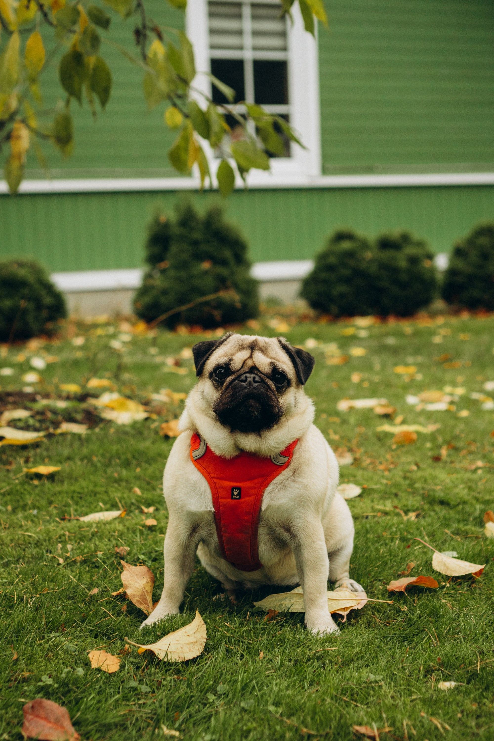Jelena and her Sandy, Pug and Katja and her Safiir, Cardigan Welsh Corgi. Kat Laisaar — Pet photographer in Tallinn