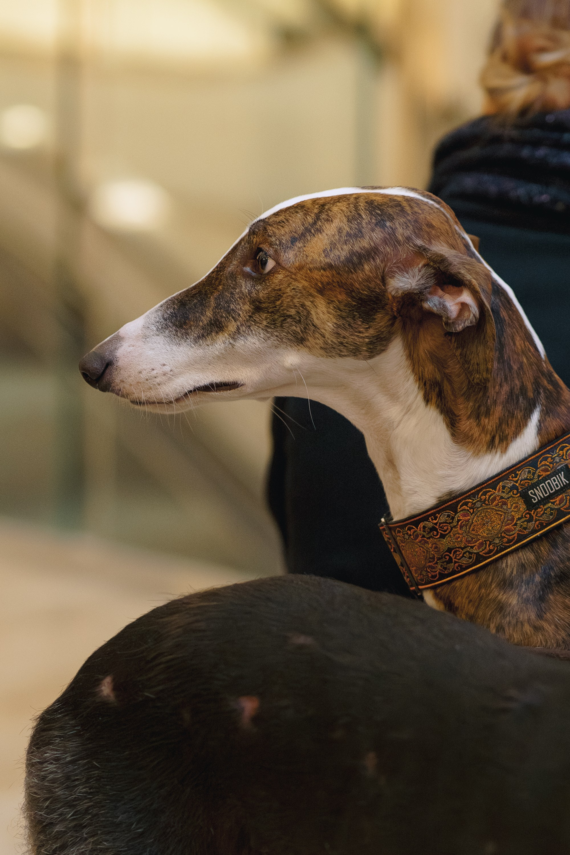 GalgoTreff / Solaris keskus 16 november. Kat Laisaar — Pet photographer in Tallinn