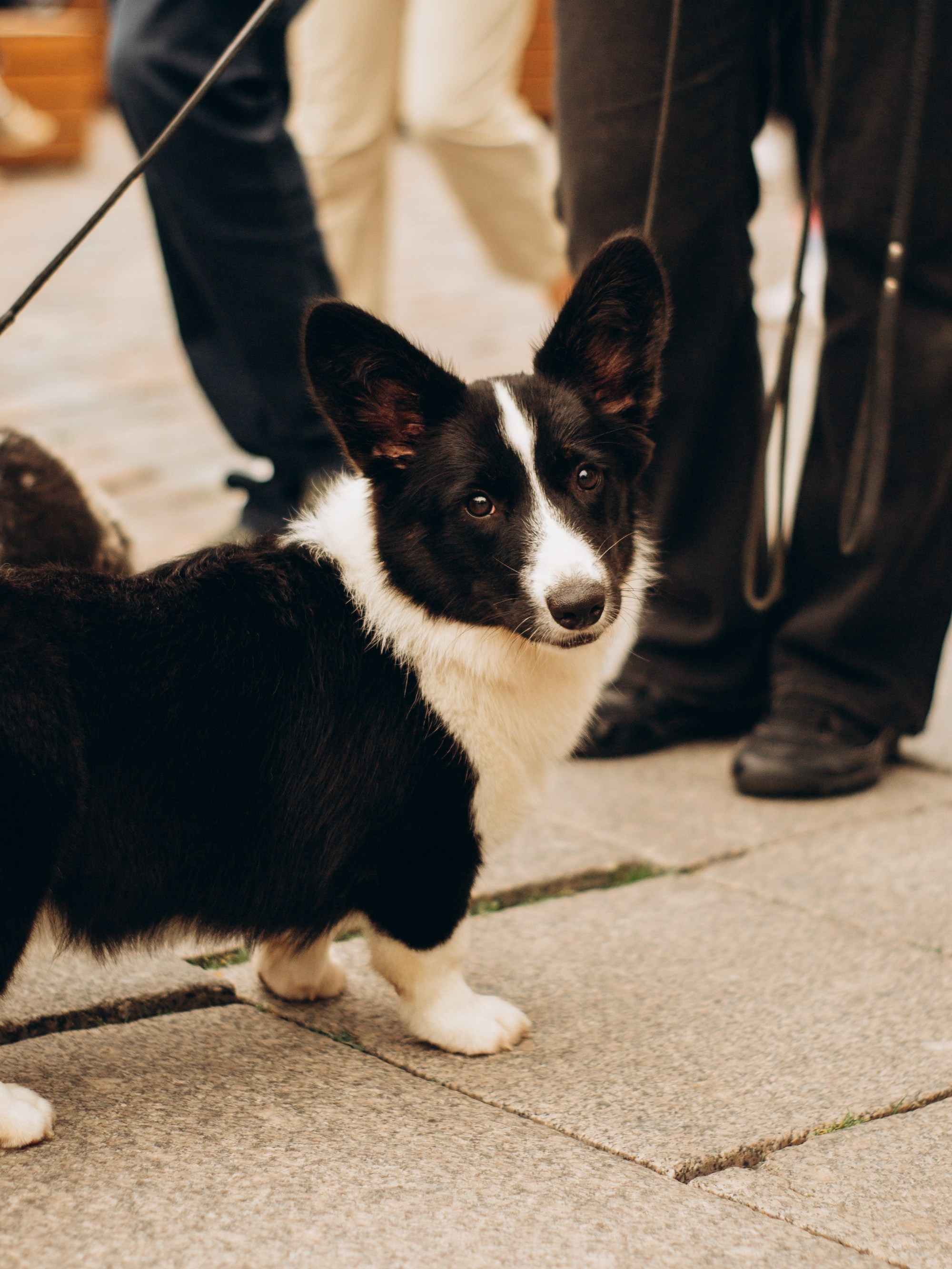 Corgi party, september. Kat Laisaar — Pet photographer in Tallinn