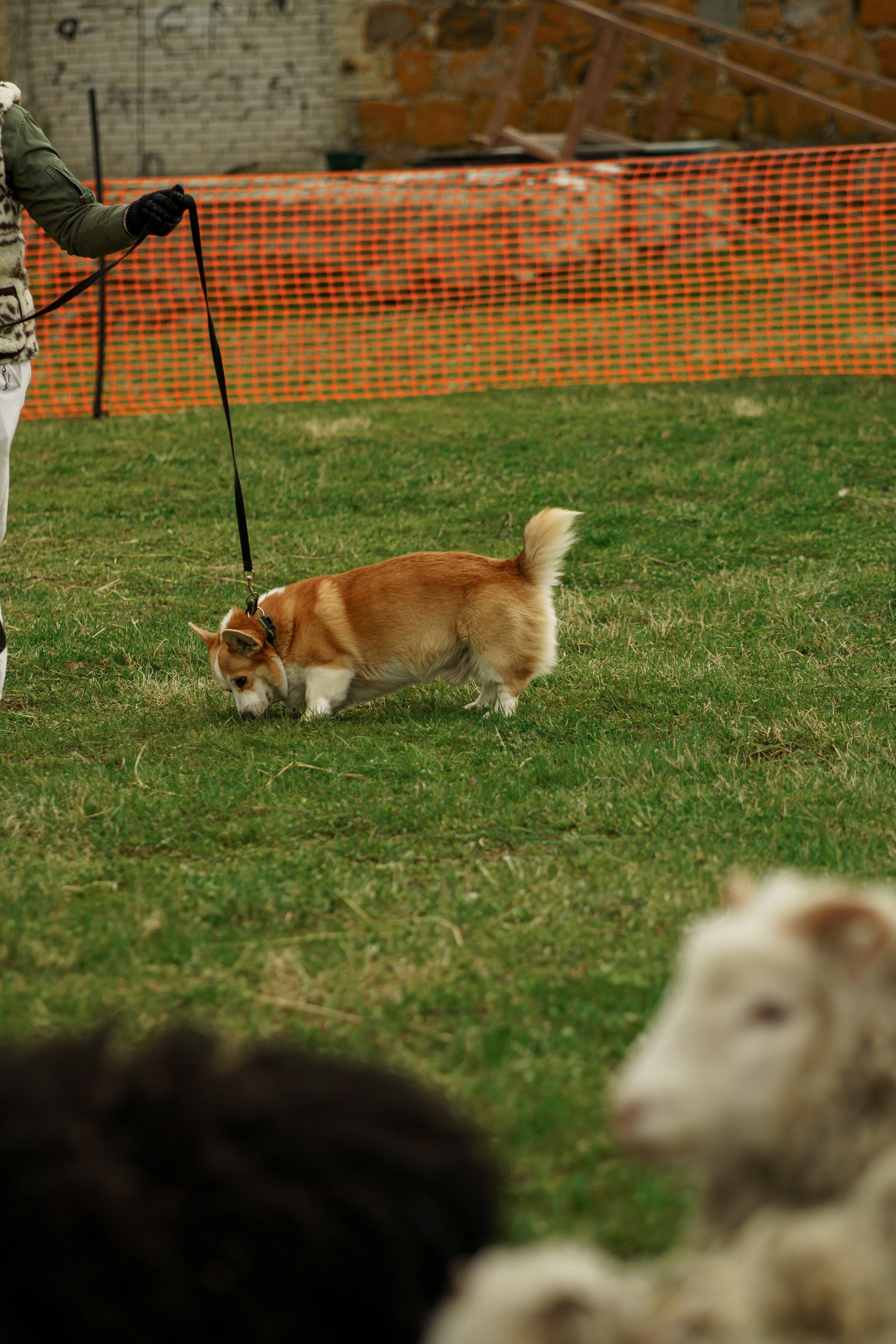 Herding Days, 26 apr. 2025. Kat Laisaar — Pet photographer in Tallinn