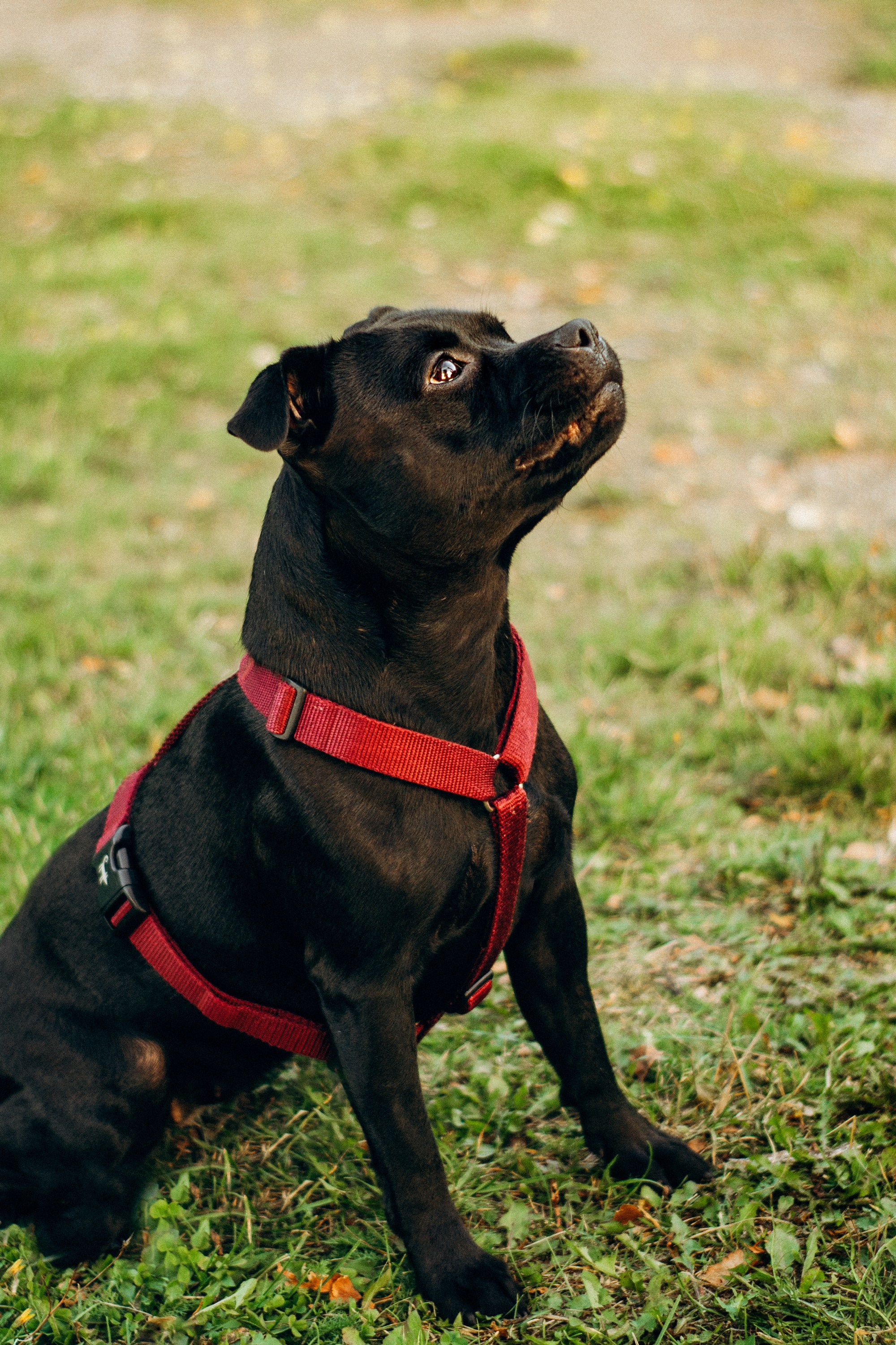 Severa and Barracuda, Staffordshire Bull Terriers. Kat Laisaar — Pet photographer in Tallinn