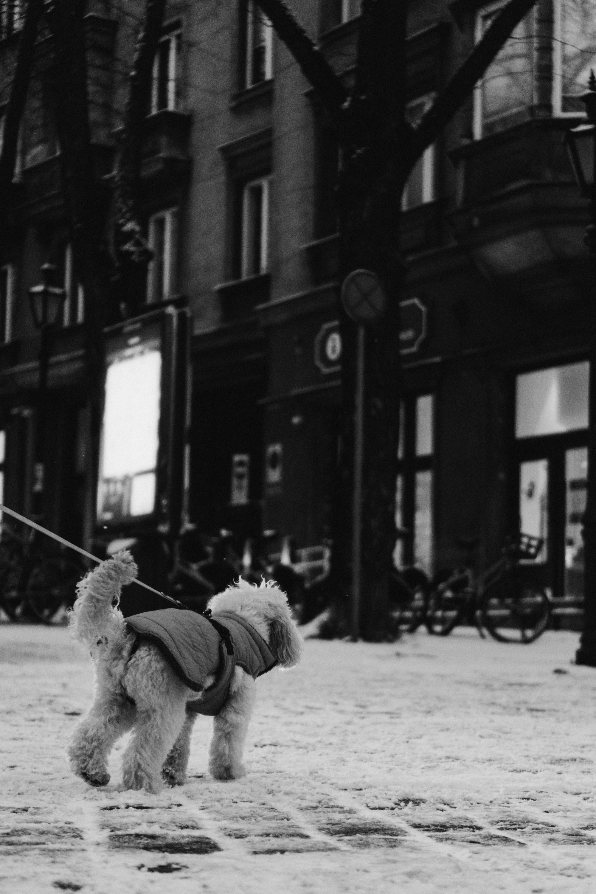 Dog Street Photography in Estonia. Kat Laisaar — Pet photographer in Tallinn