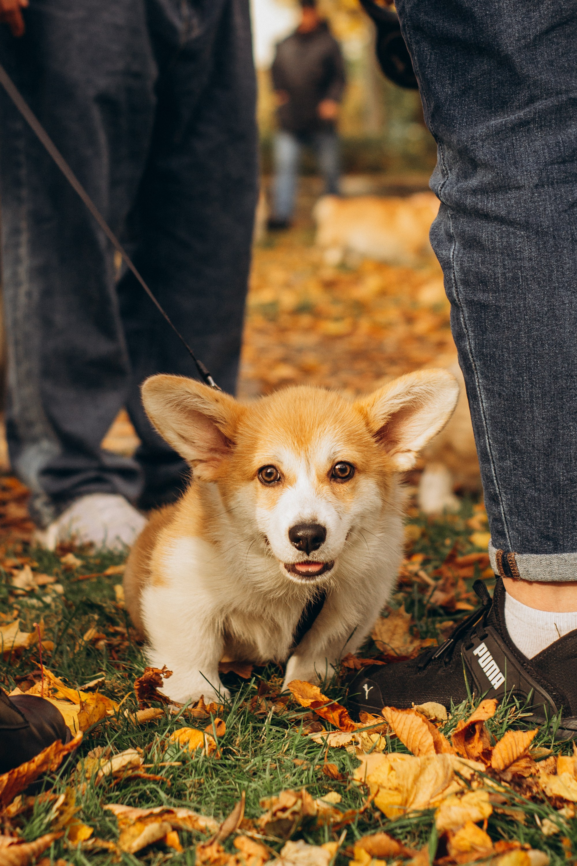 Corgi party, october. Kat Laisaar — Pet photographer in Tallinn