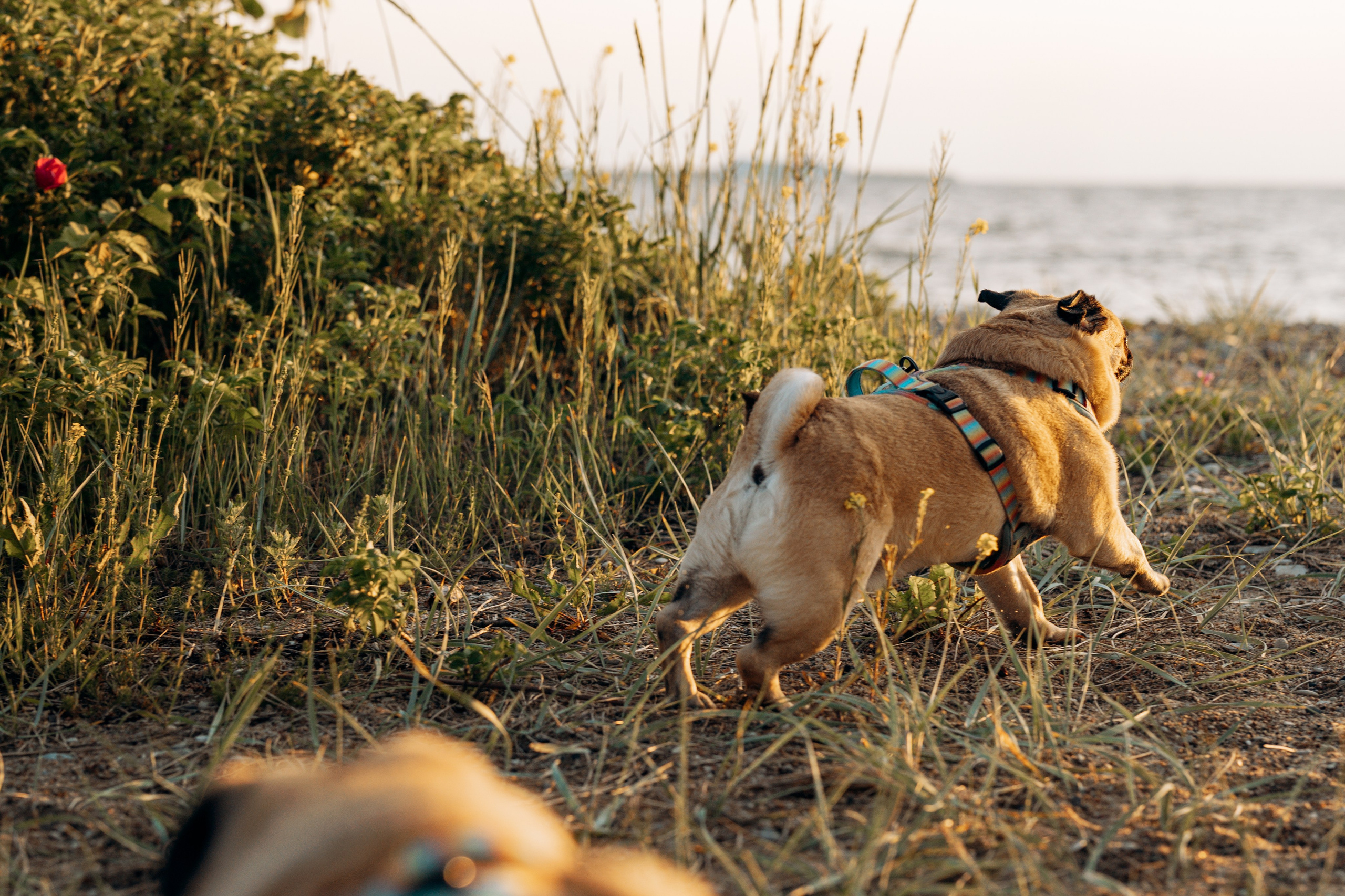 Frank, Tony, Katerina & Lev. Kat Laisaar — Pet photographer in Tallinn