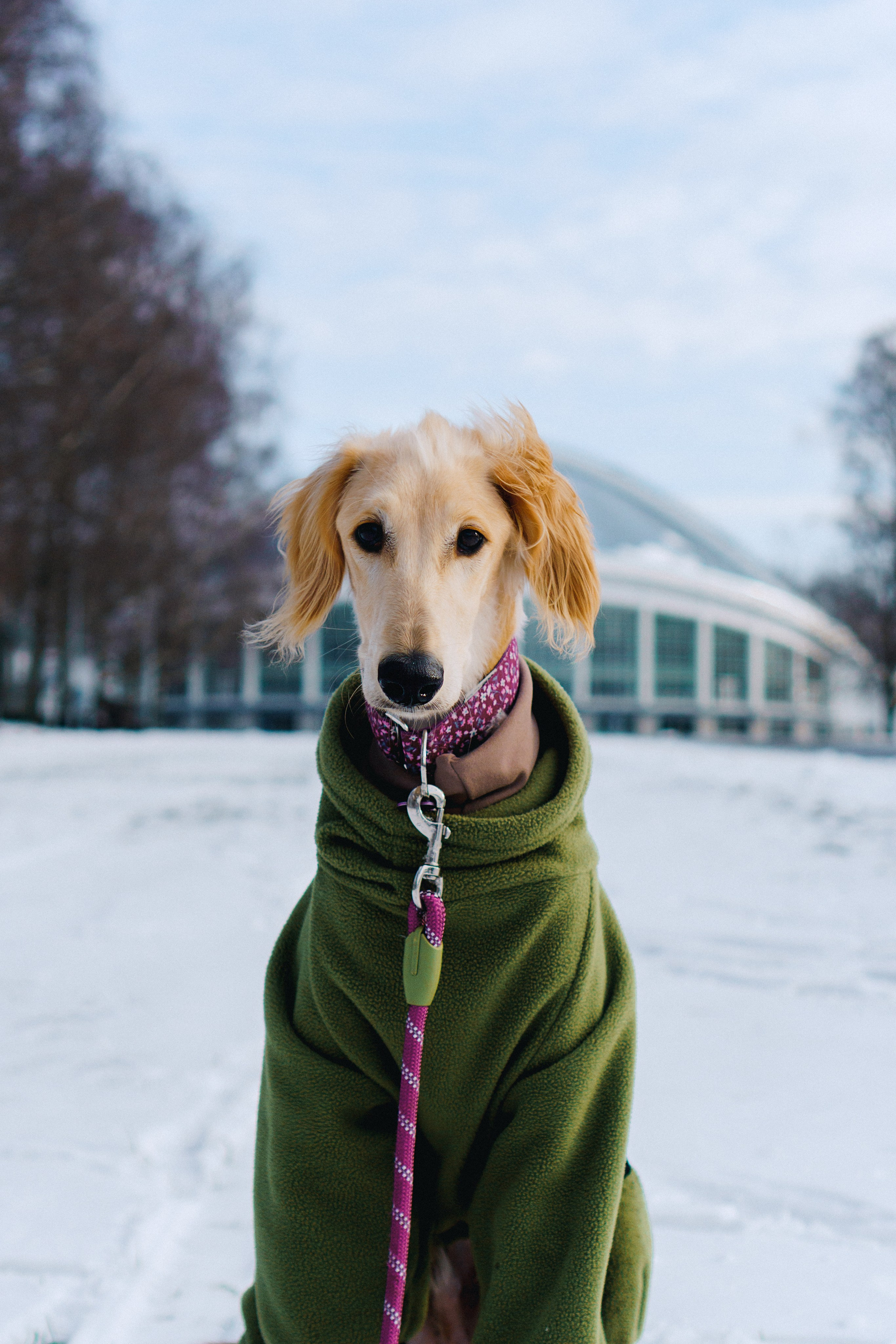 Nicole & Sky. Kat Laisaar — Pet photographer in Tallinn