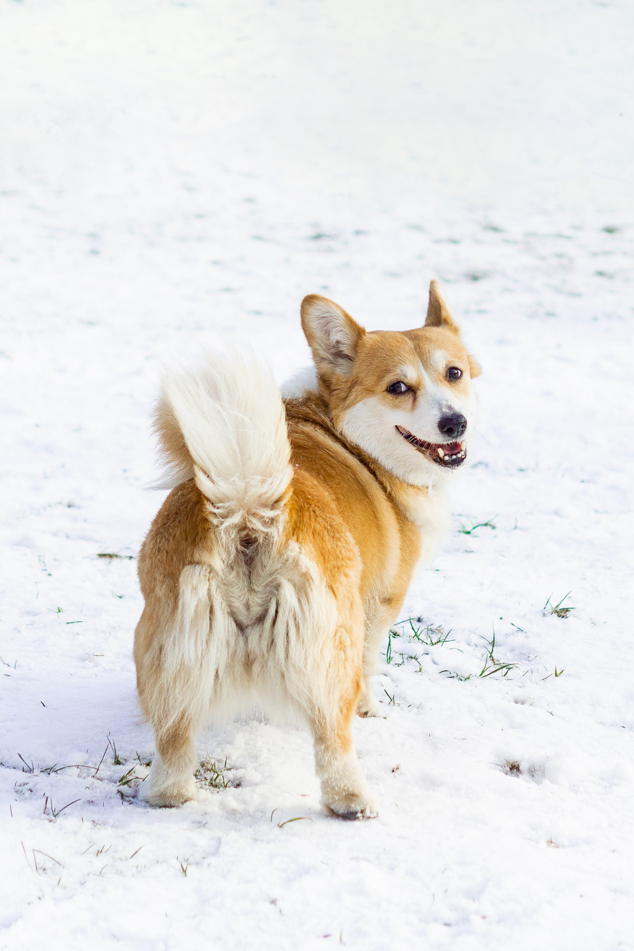 Corgi party, 23 feb. 2025. Kat Laisaar — Pet photographer in Tallinn