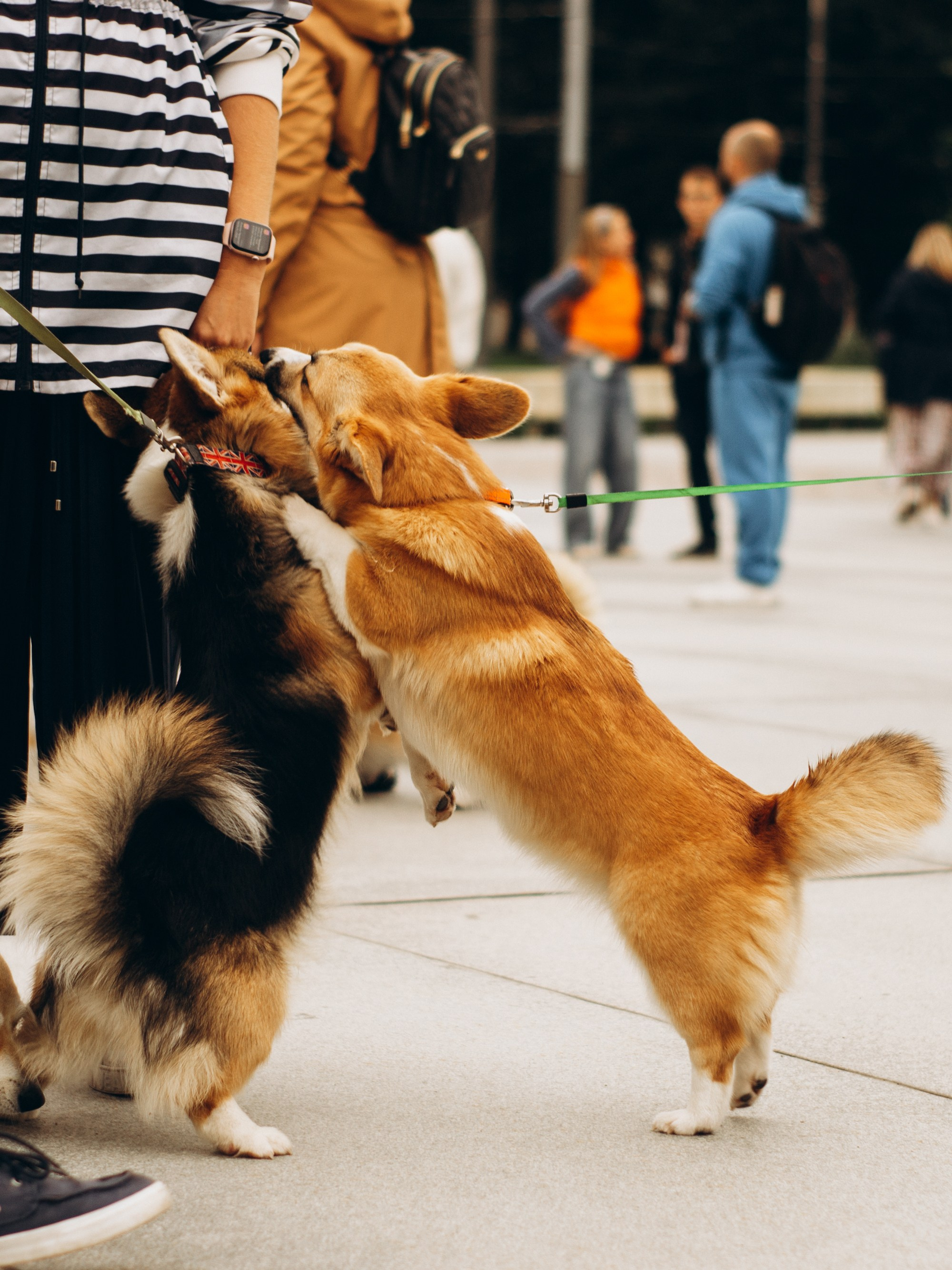 Corgi party, september. Kat Laisaar — Pet photographer in Tallinn